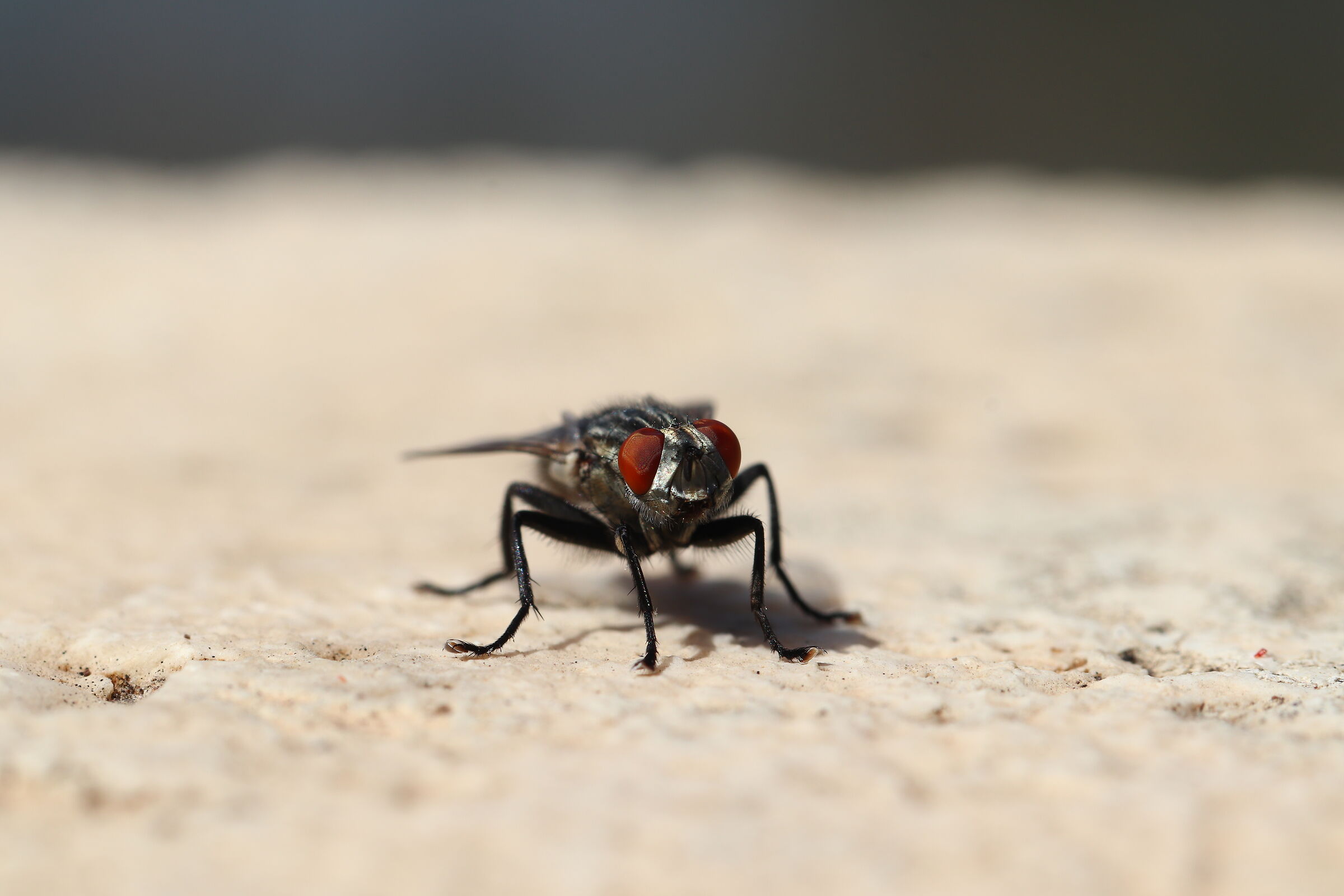 Incontro ravvicinato con una mosca