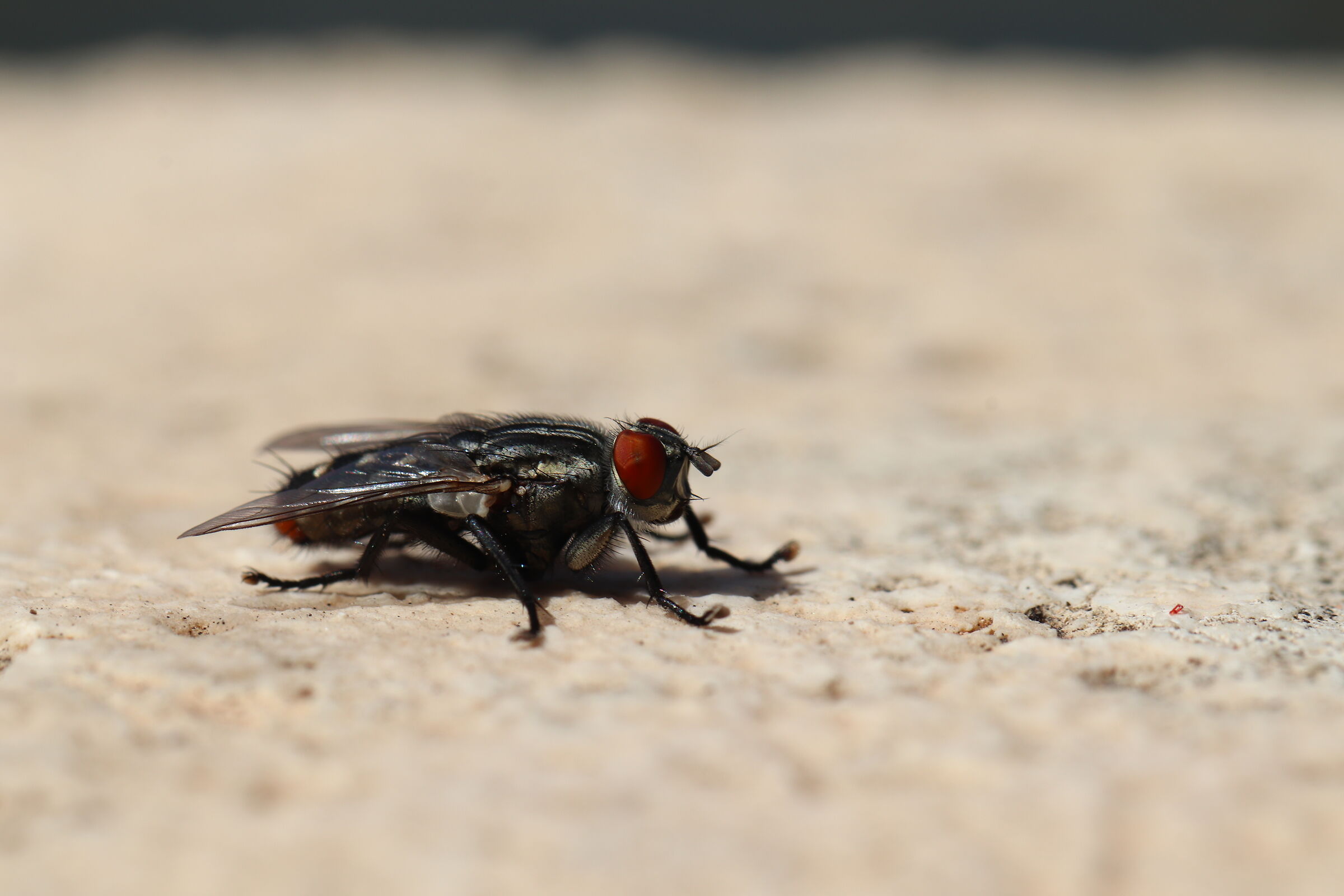 Incontro ravvicinato con una mosca 2