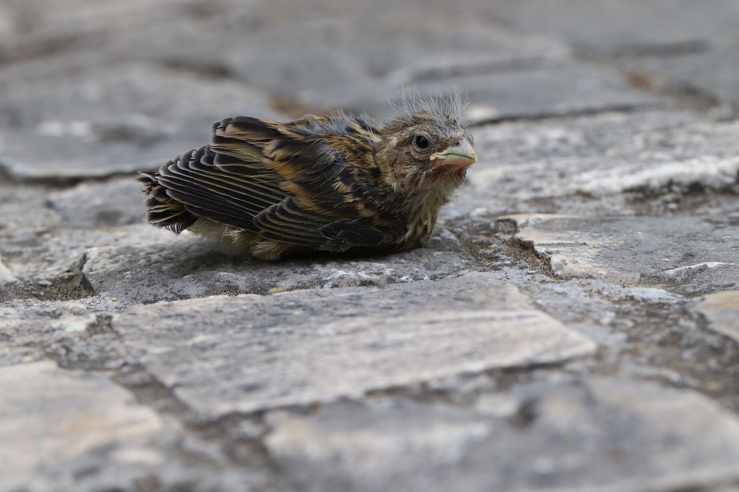 Un piccoletto che mi è planato sulla spalla