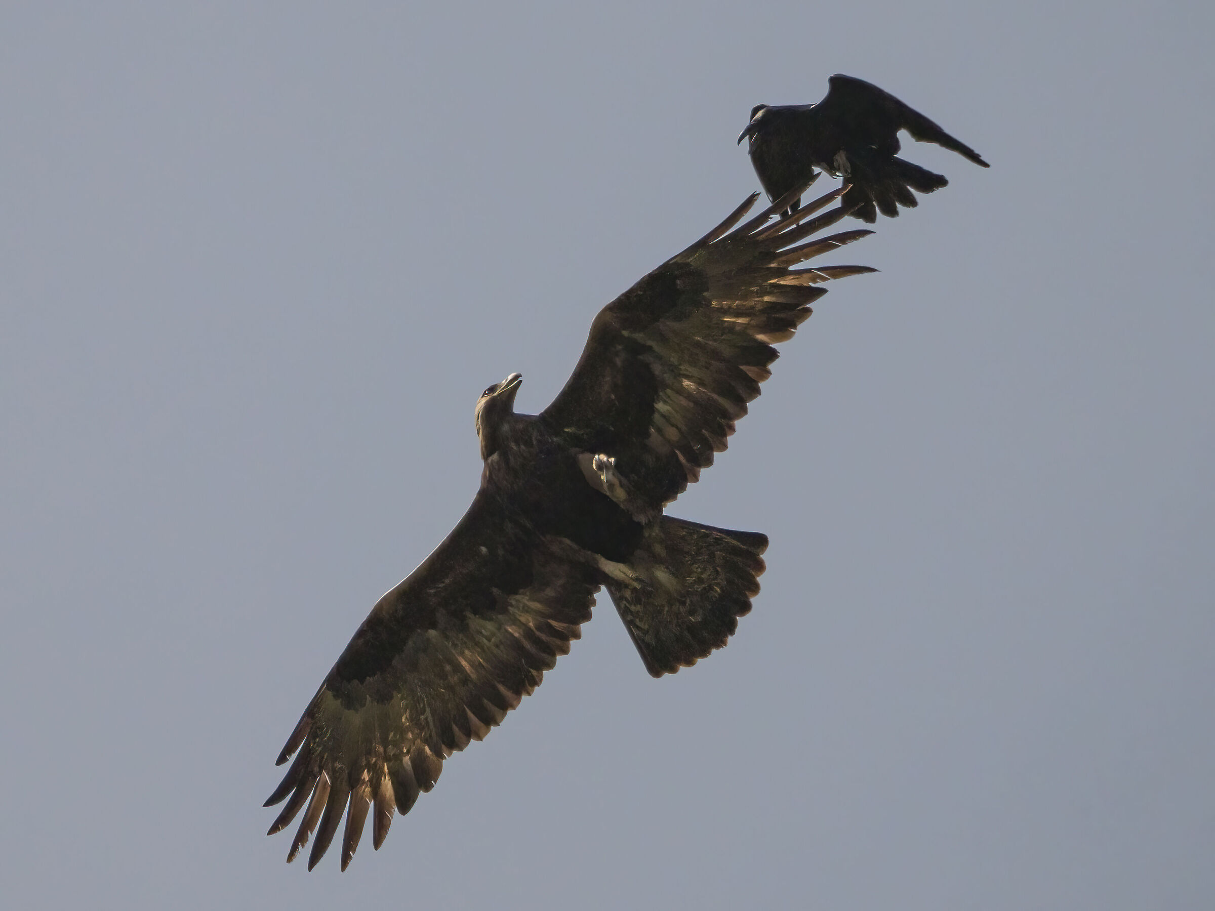 Aquila reale Sardegna