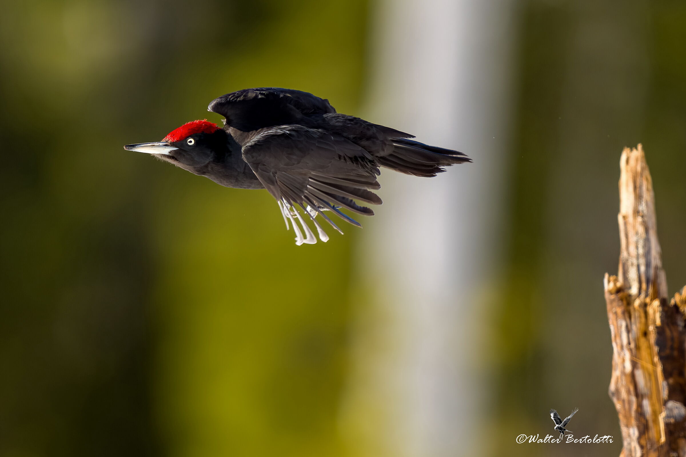 BLACK WOODPECKER