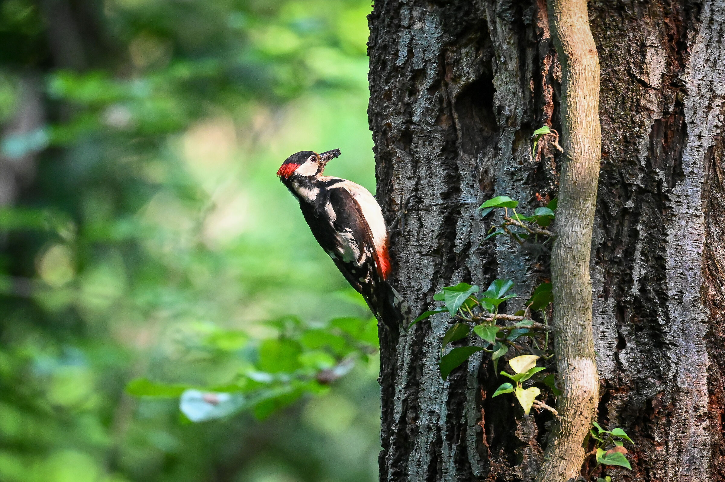 Here comes the baby food