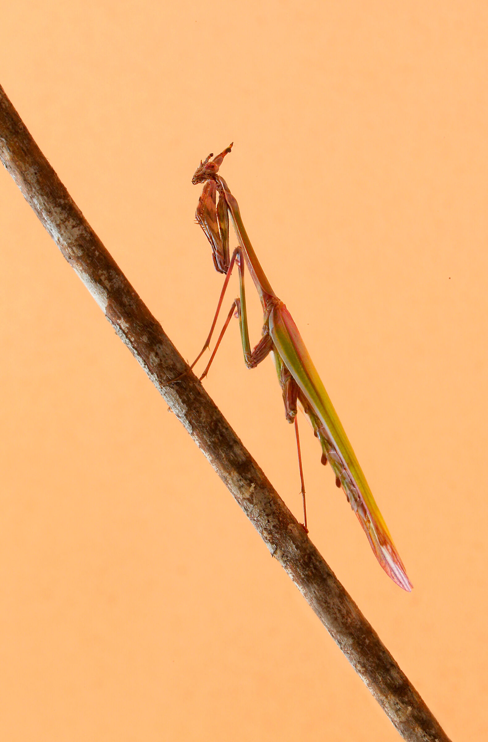 Mantide empusa pennata