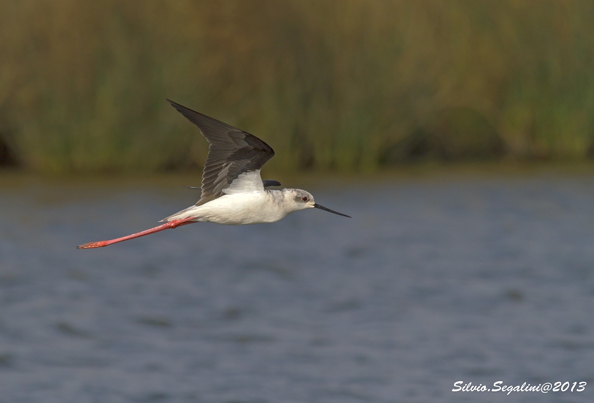 Cavaliere  in volo radente