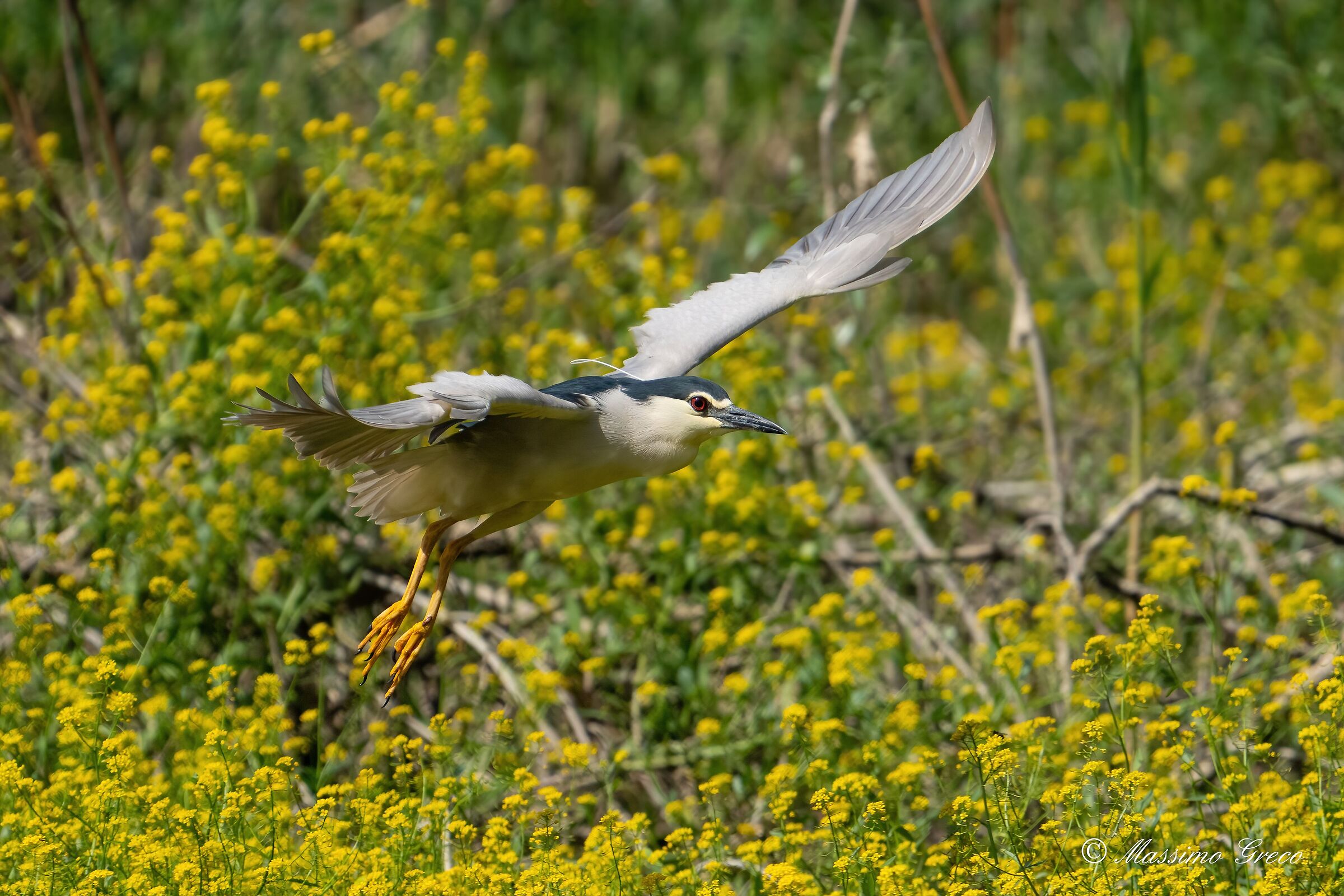 Nitticora (Nycticorax nycticorax)