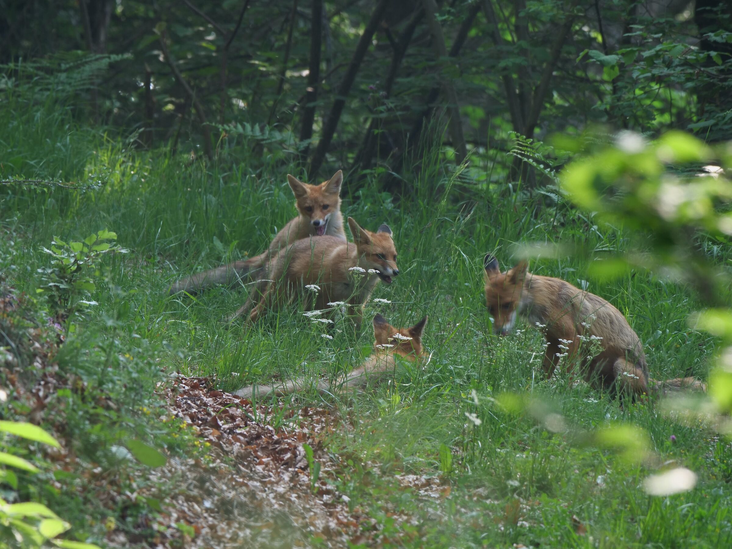 Mamma Volpe and her "little ones"
