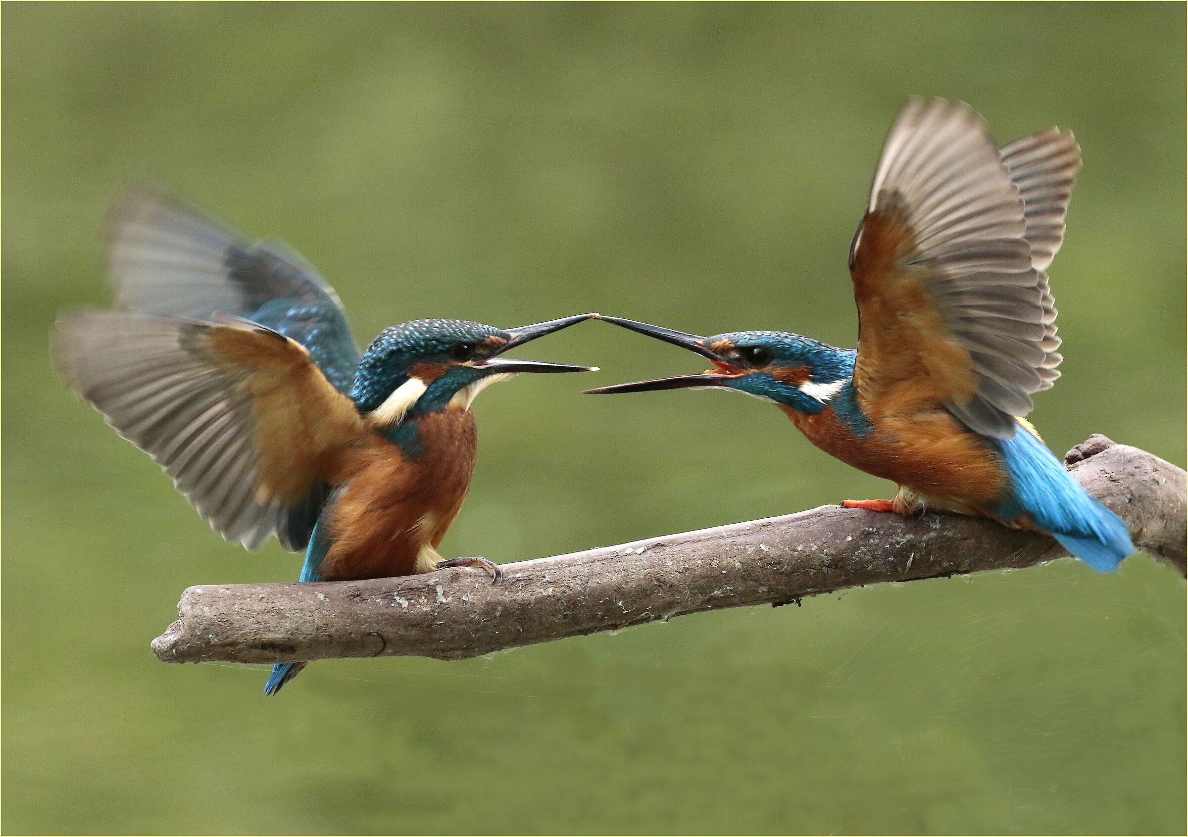 '' close the beak '' small ''