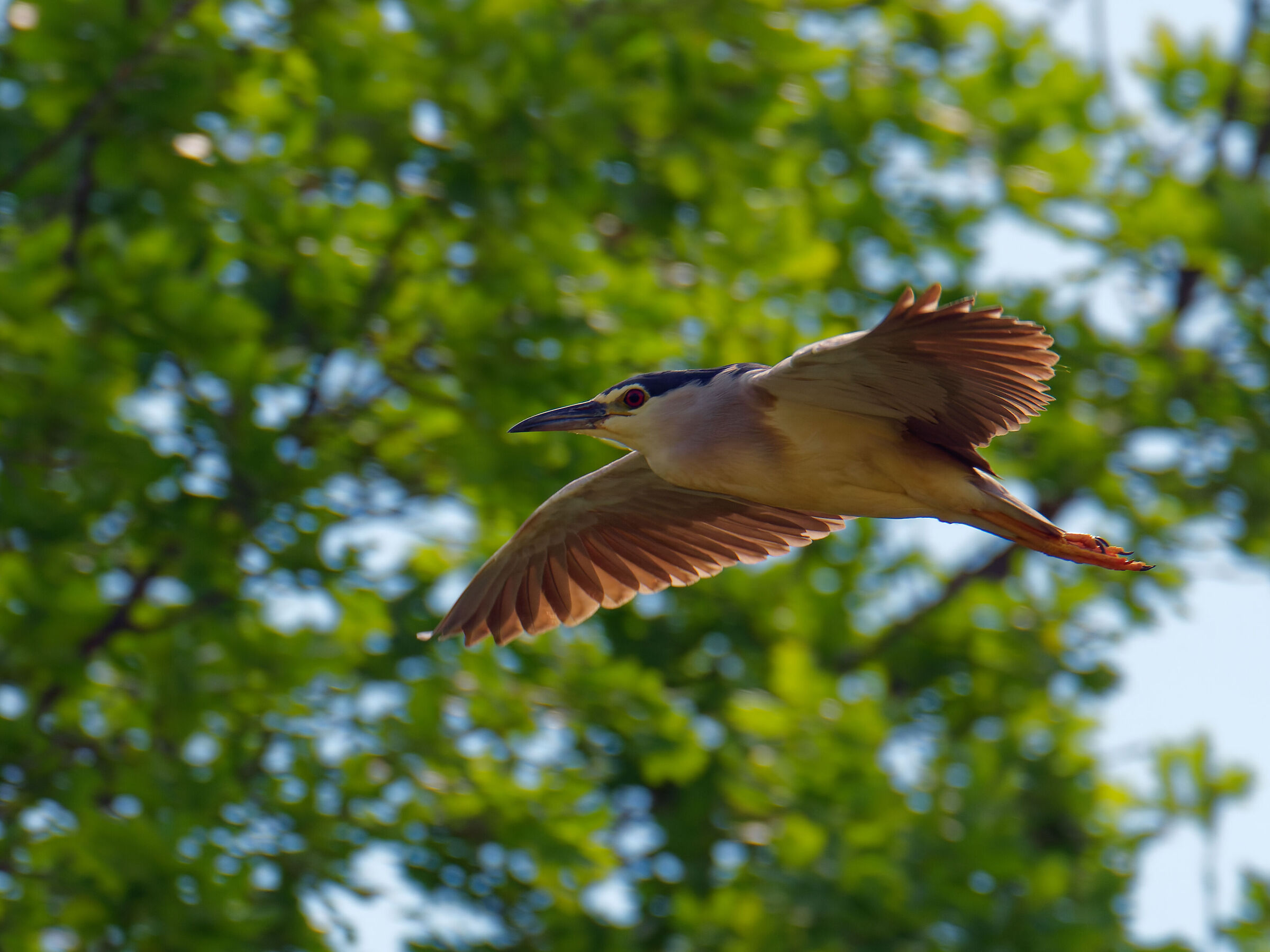 Nitticora in flight!