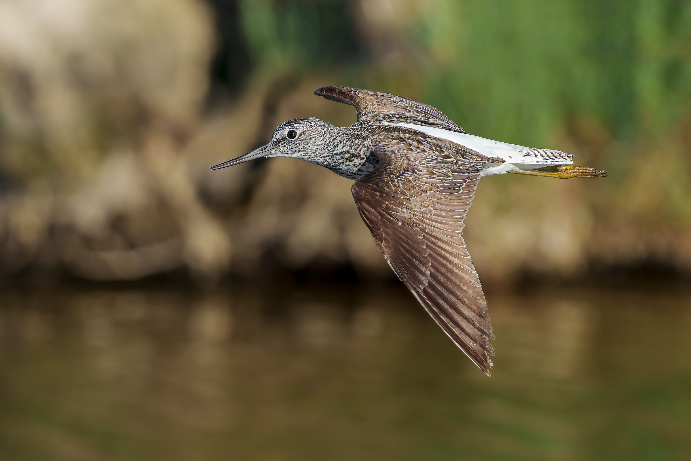 Greenshank