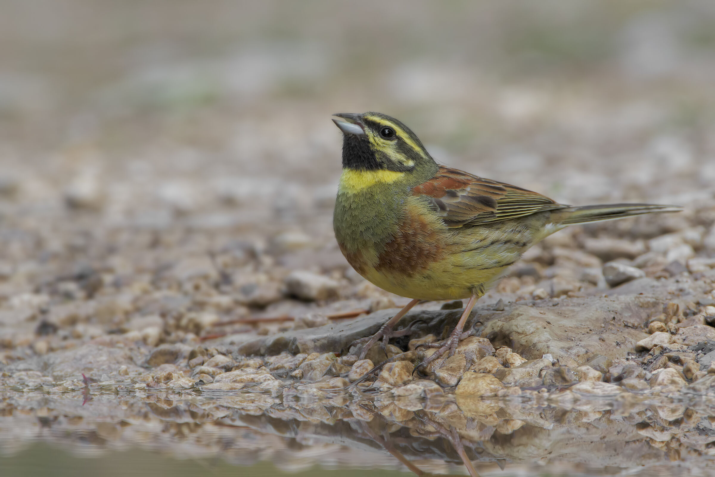 Cirl bunting