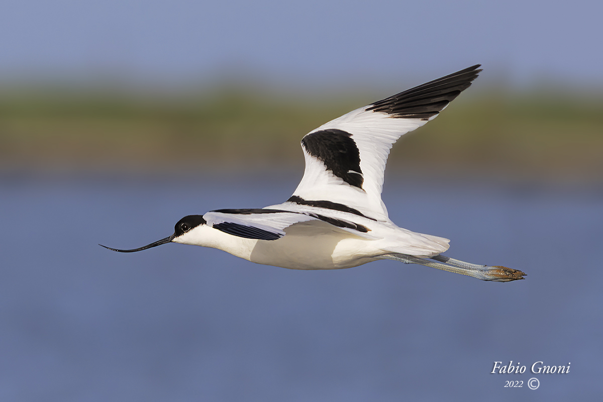 Avocetta in volo