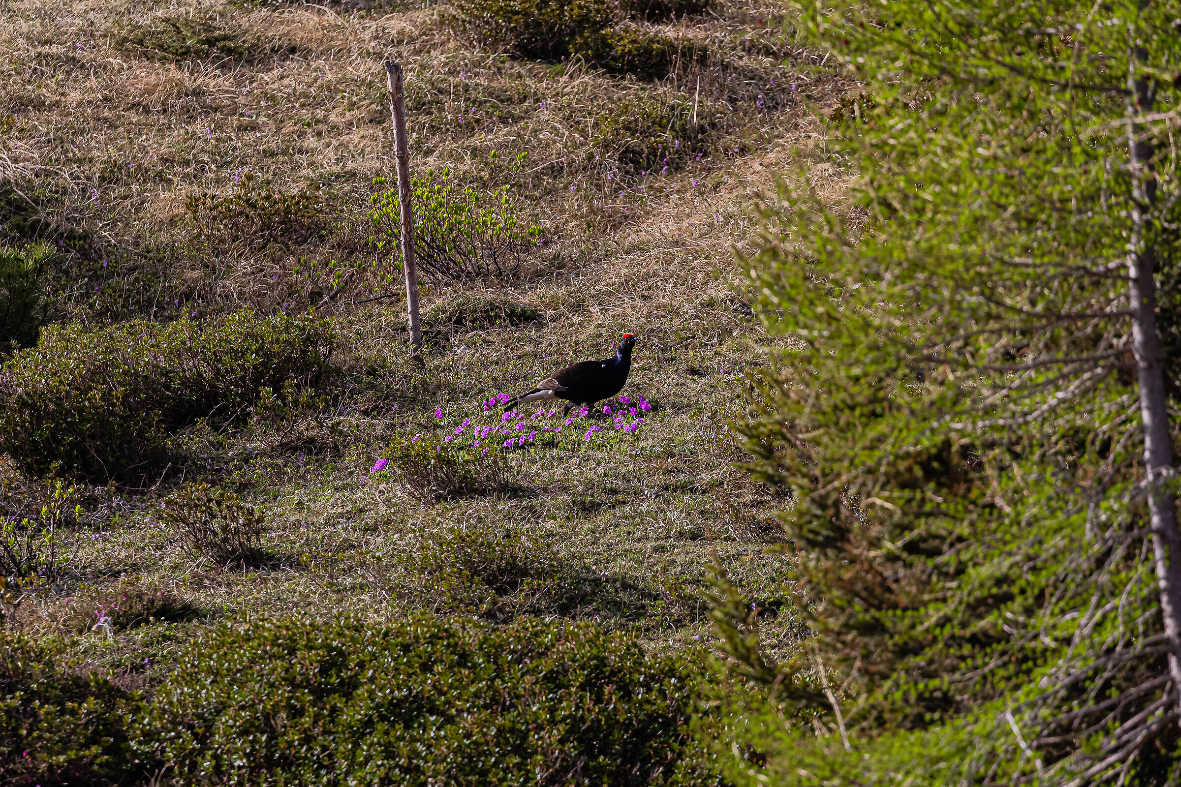 Gallo forcello tra i fiori