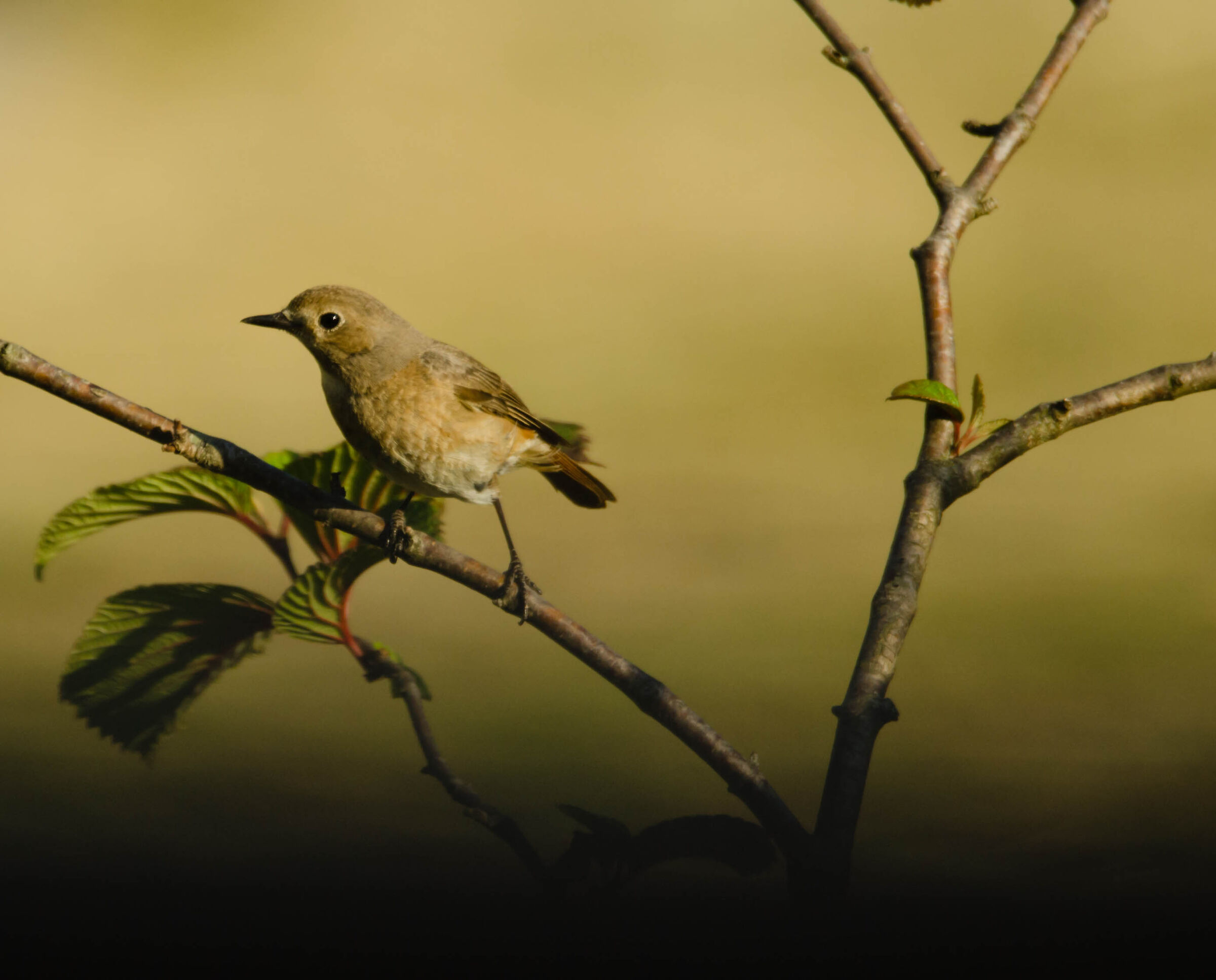Femmina di codirosso