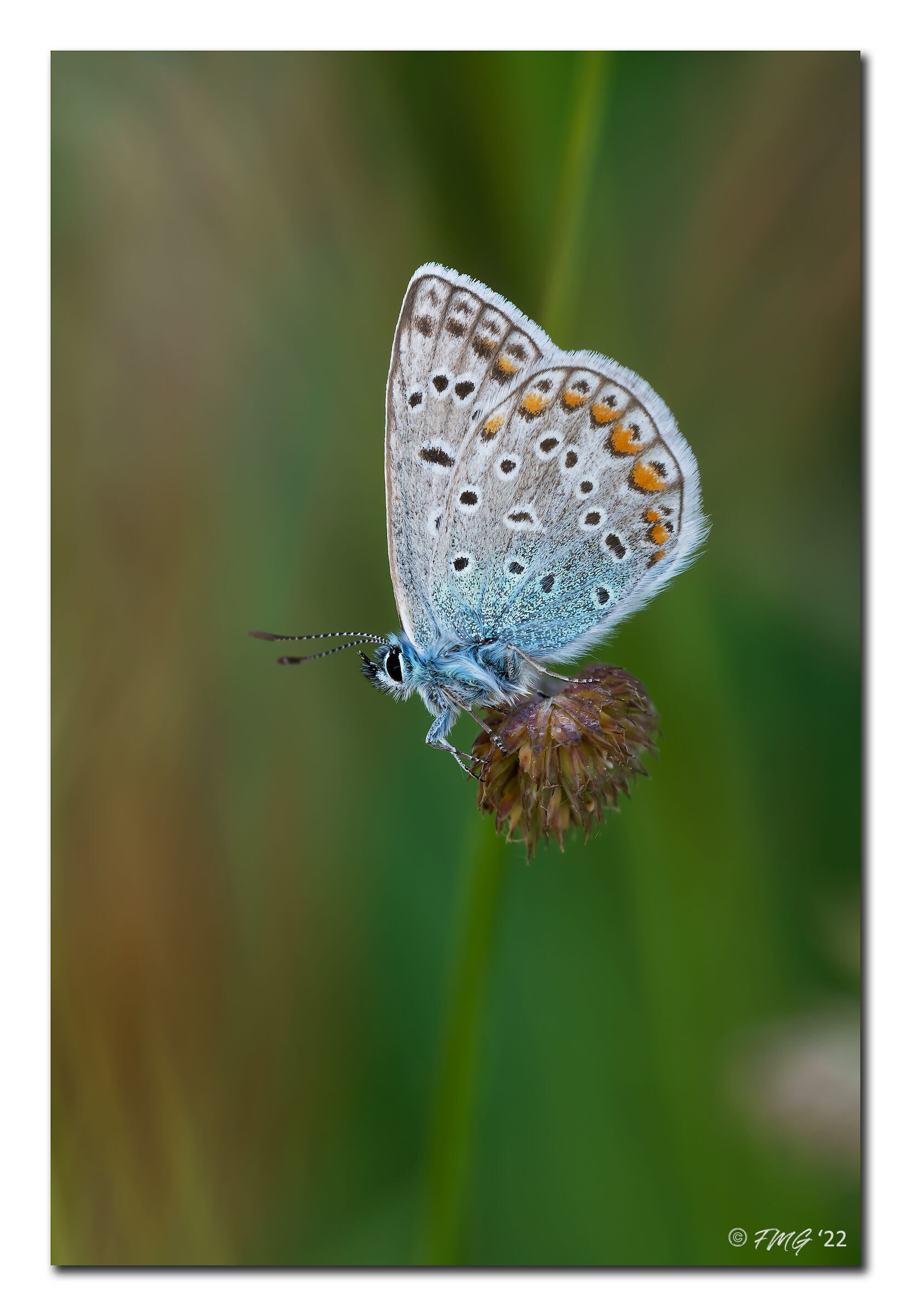 Polyommatus icarus