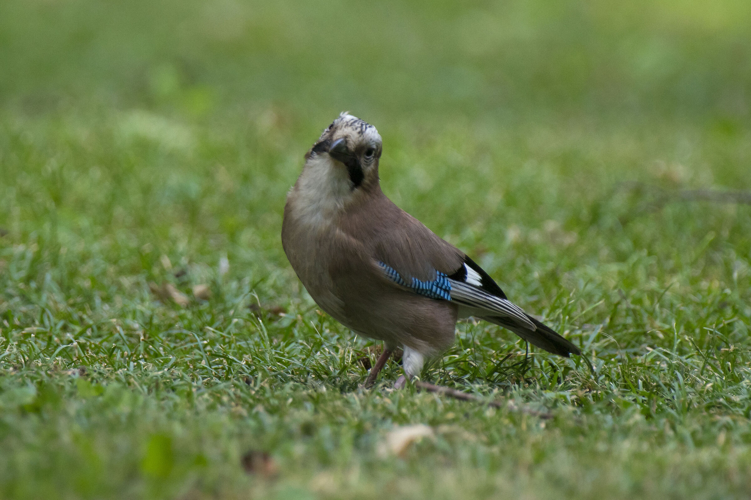 Impertinent jay