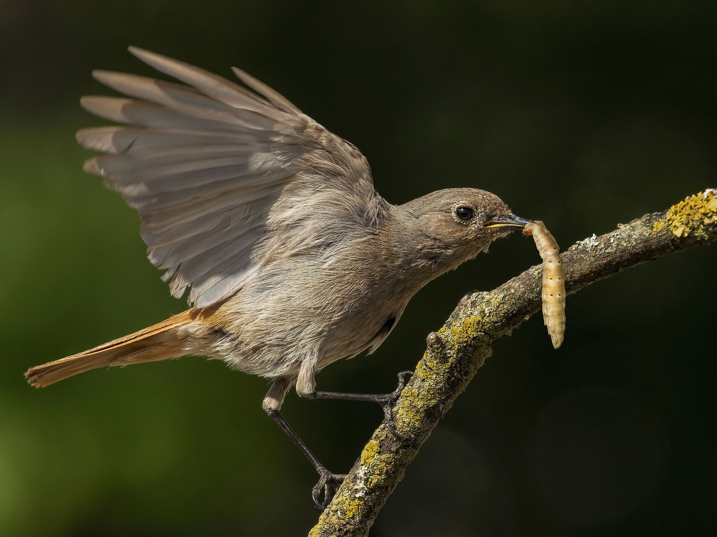 codirosso spazzacamino femmina