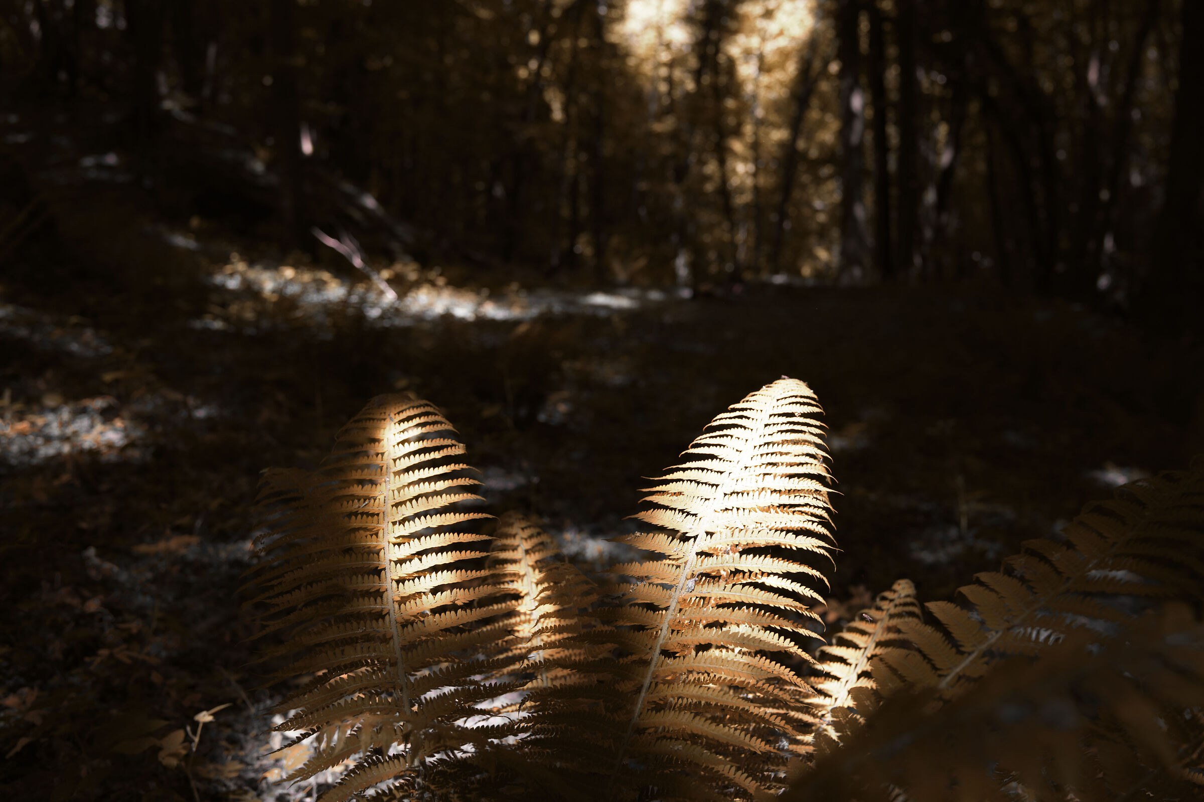 Golden fern