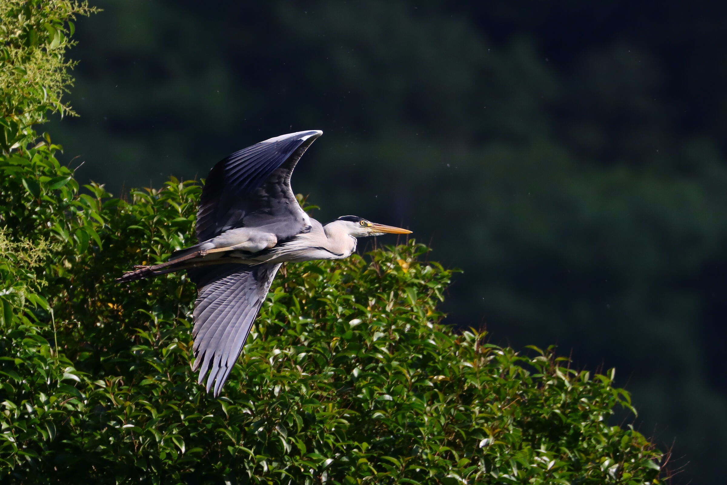 Ardea cinerea 01