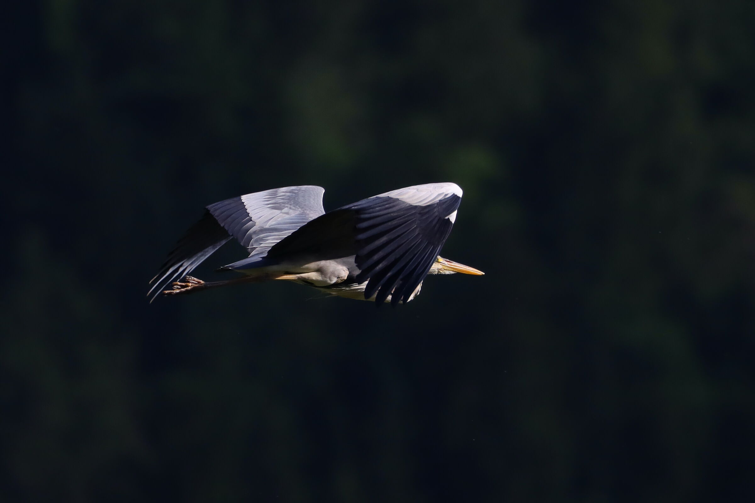 Ardea cinerea 03