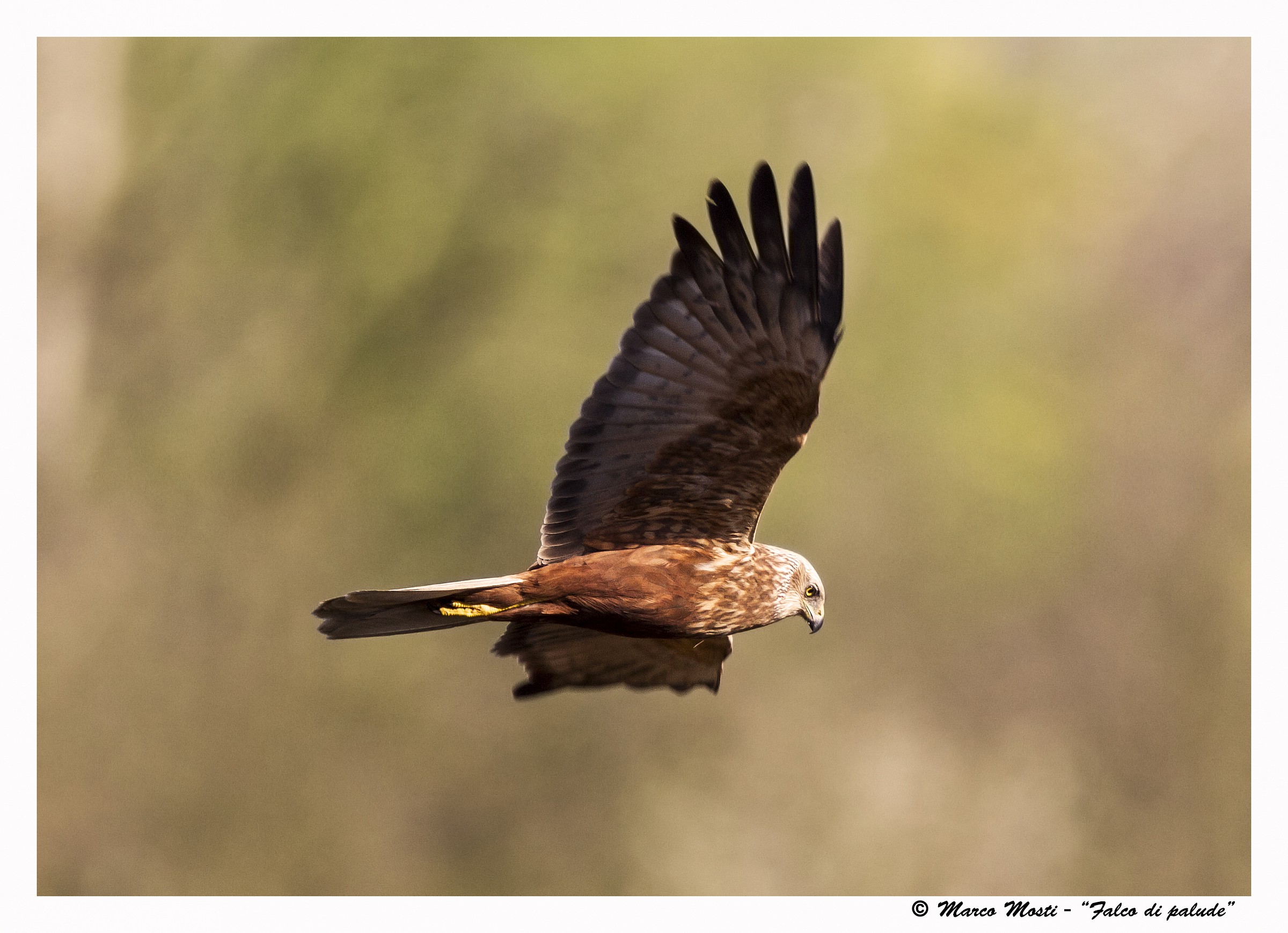 Marsh Harrier male