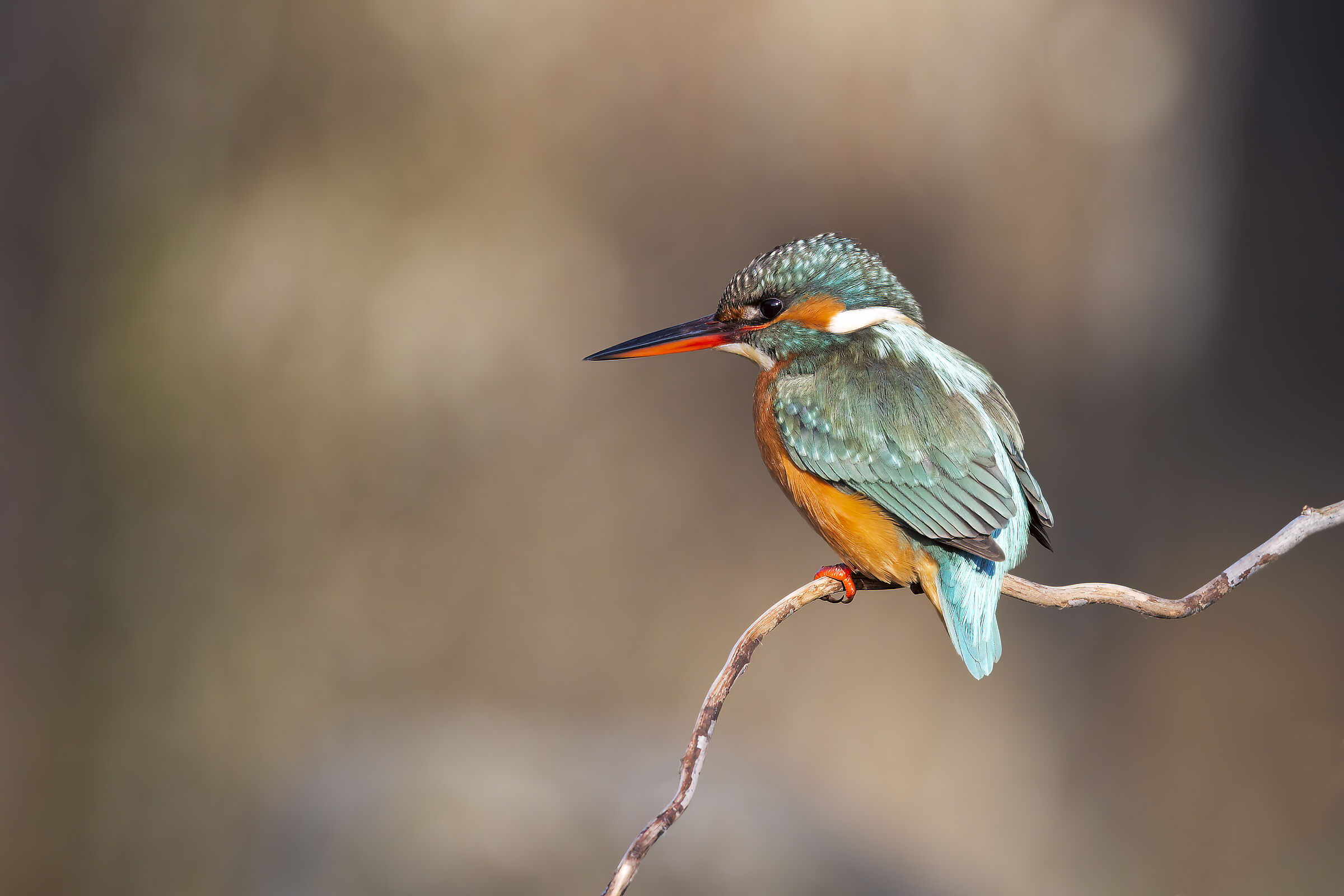 Kingfisher (f.)