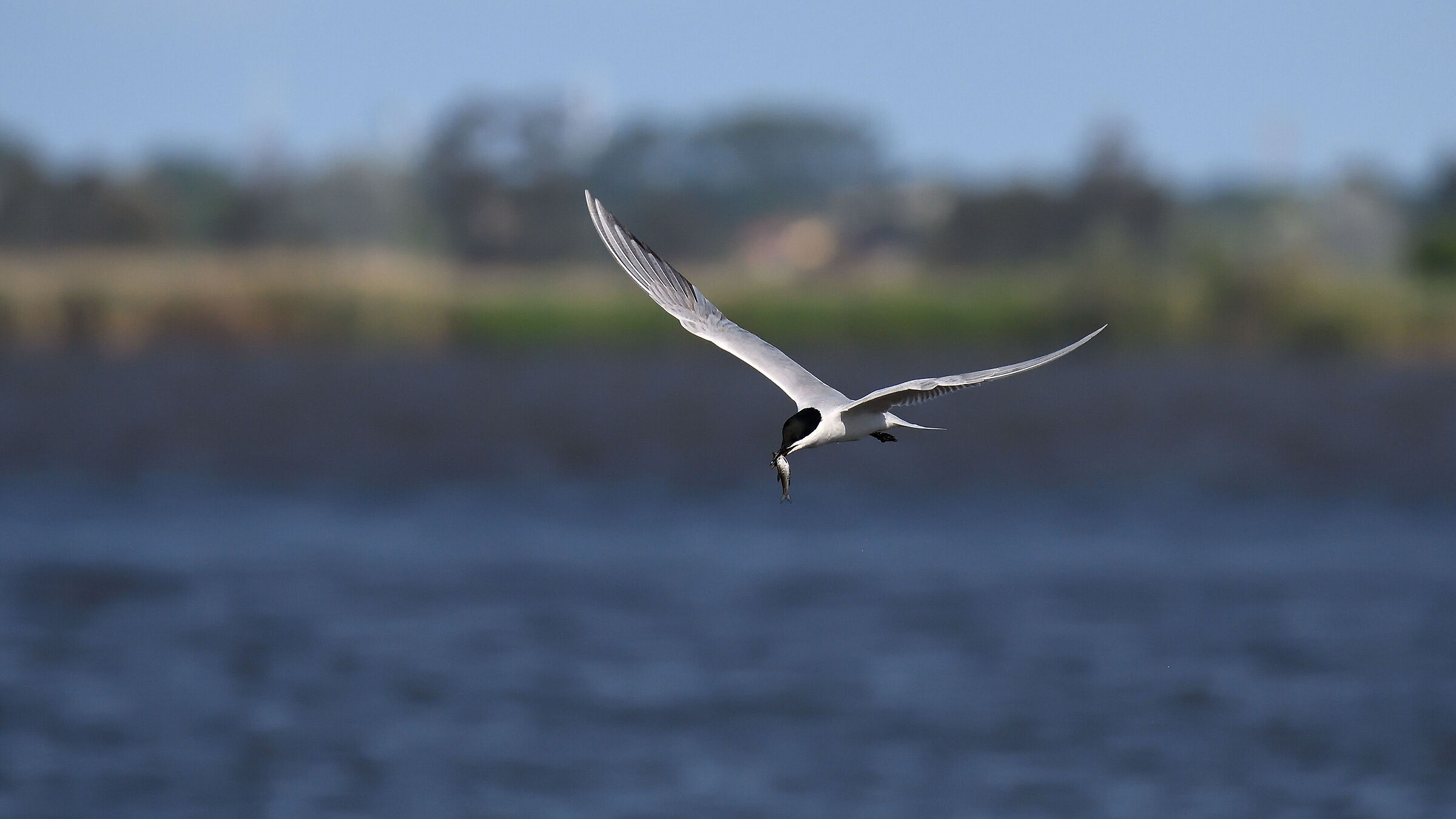 Gull-billed tern