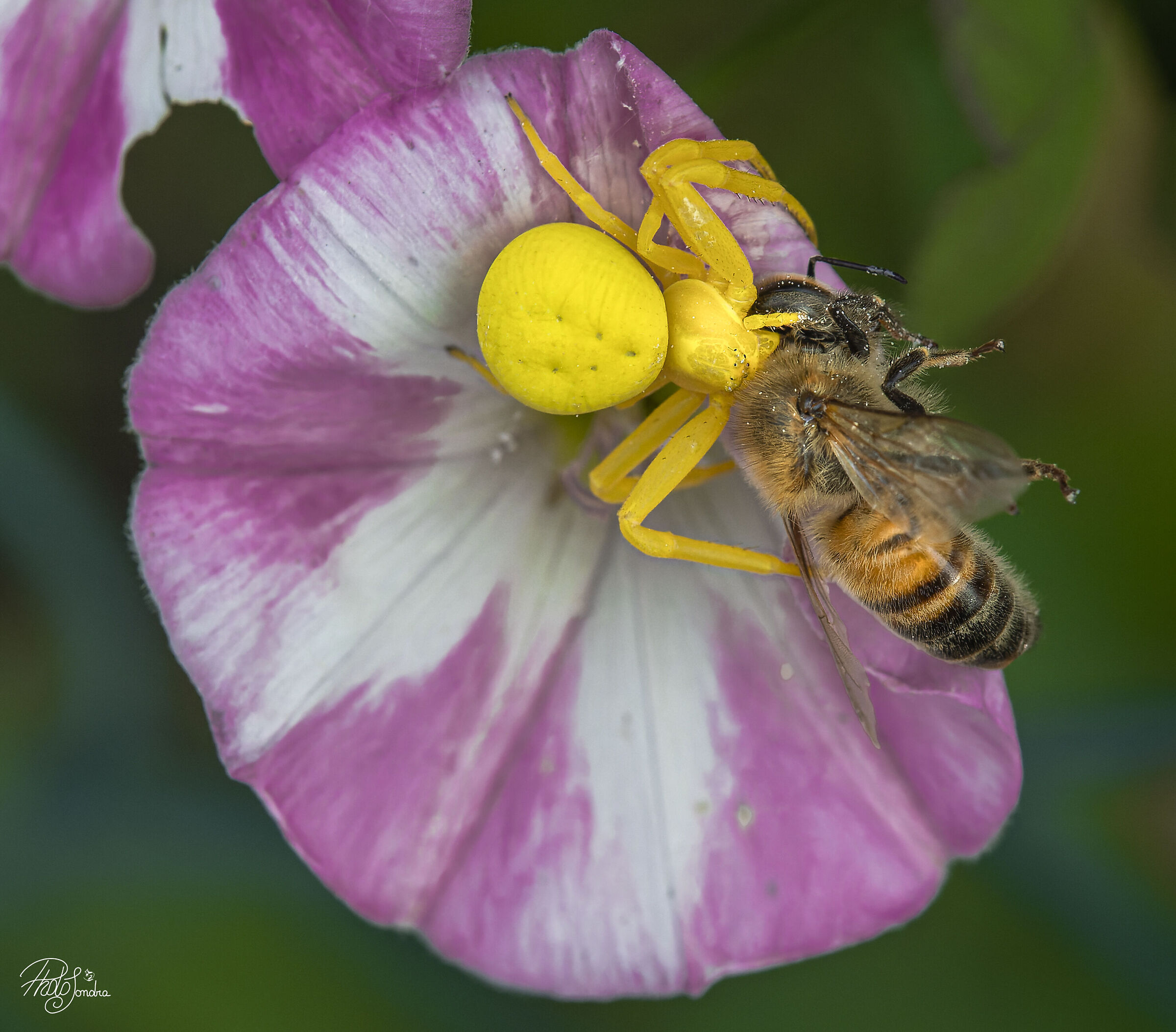 Yellow crab spider