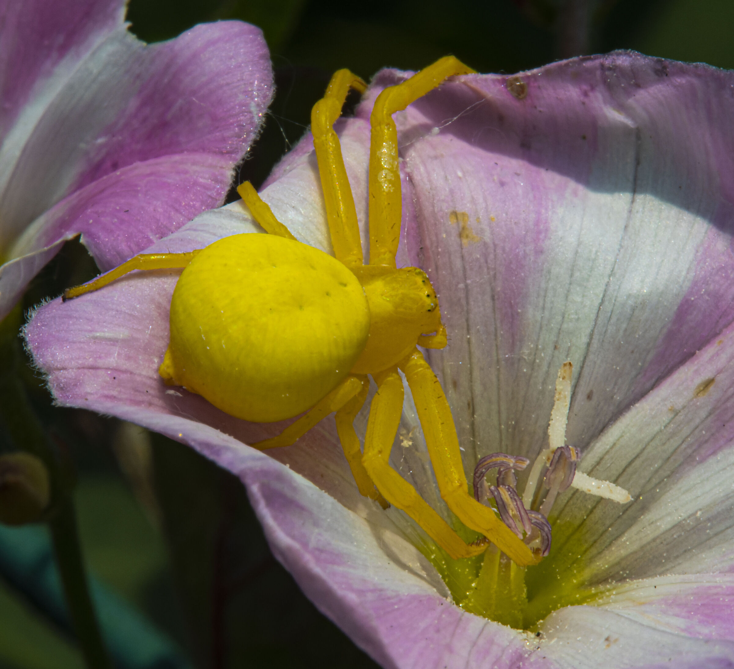 yellow crab spider