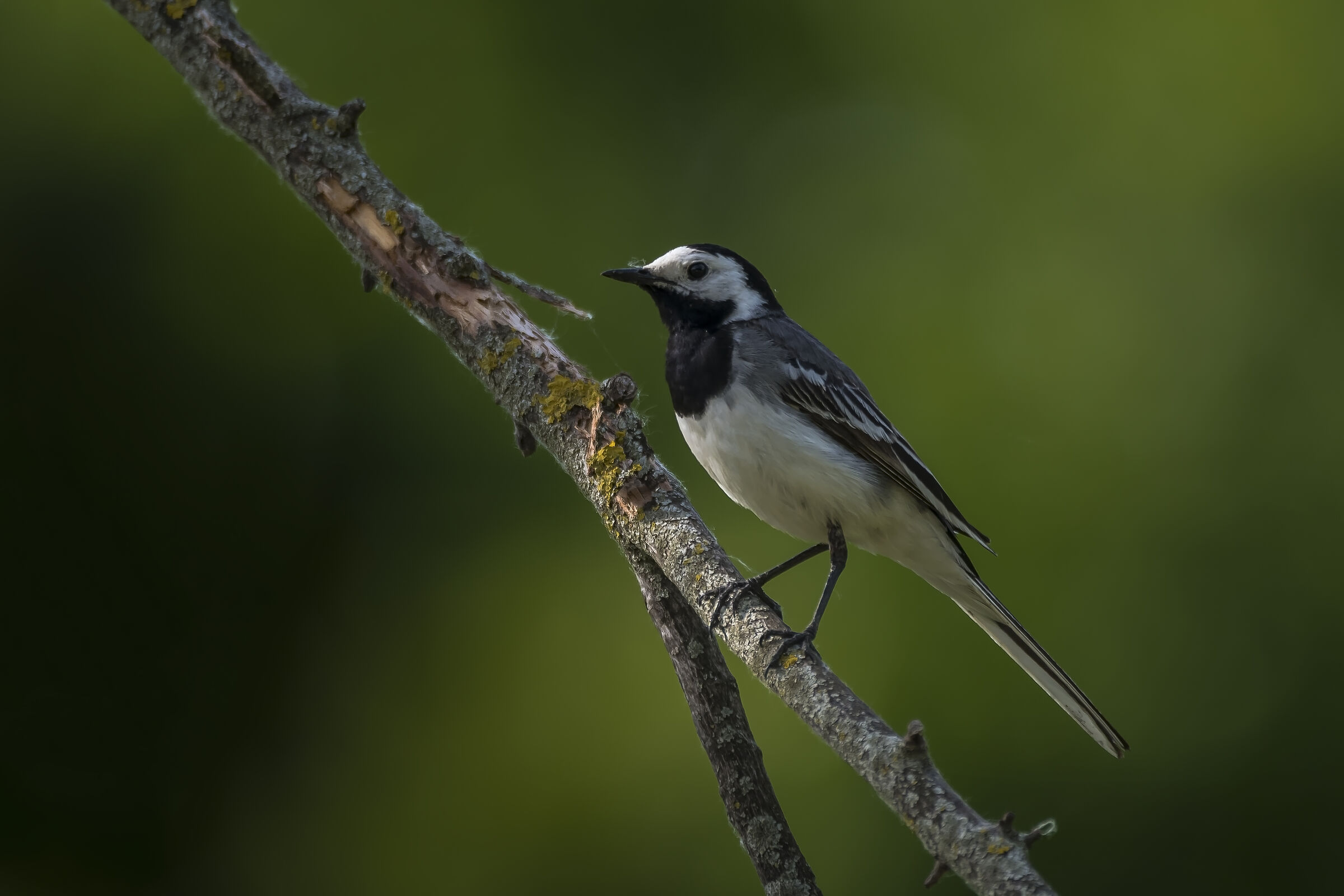 Motacilla alba