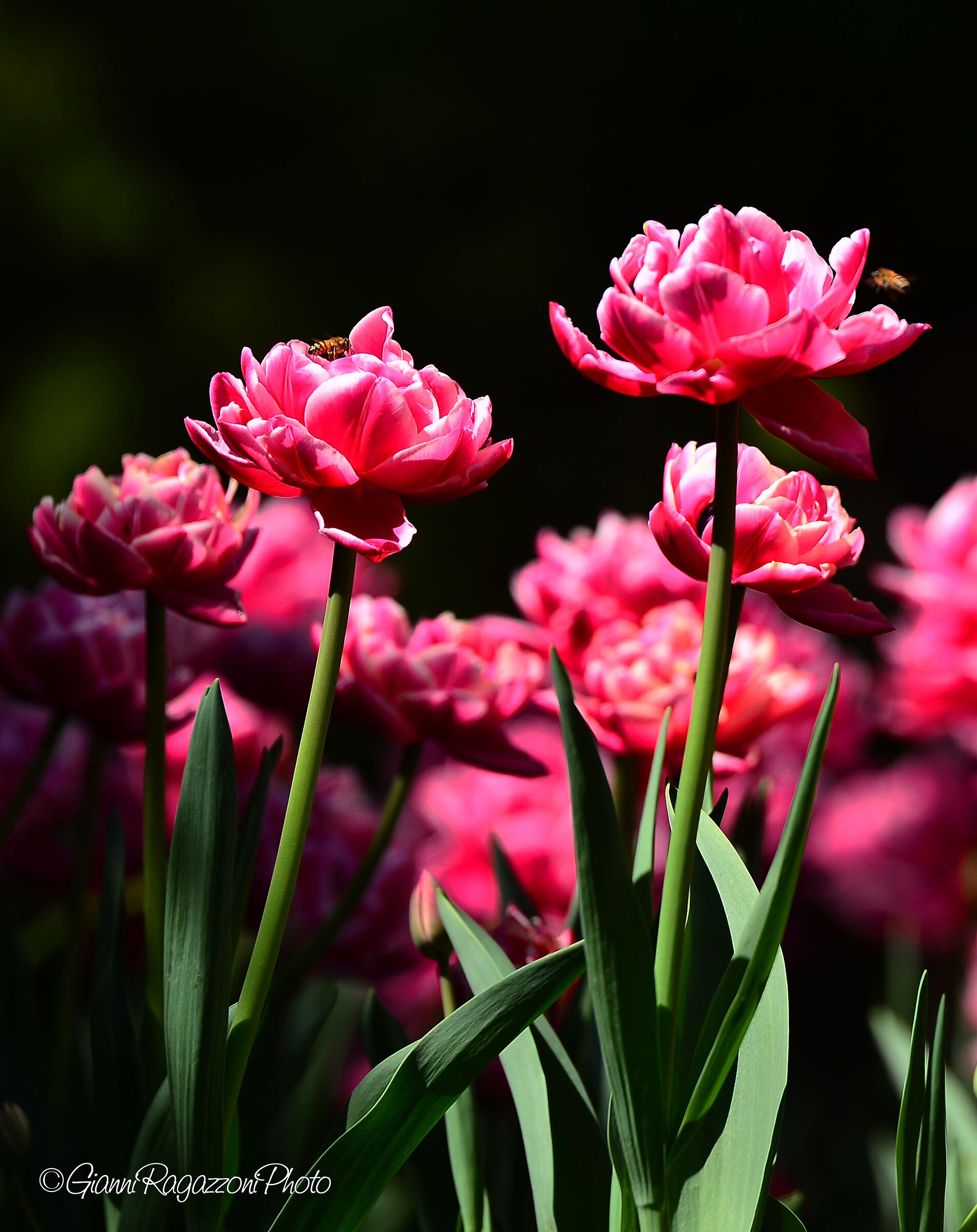 Tulips at Villa Taranto 2