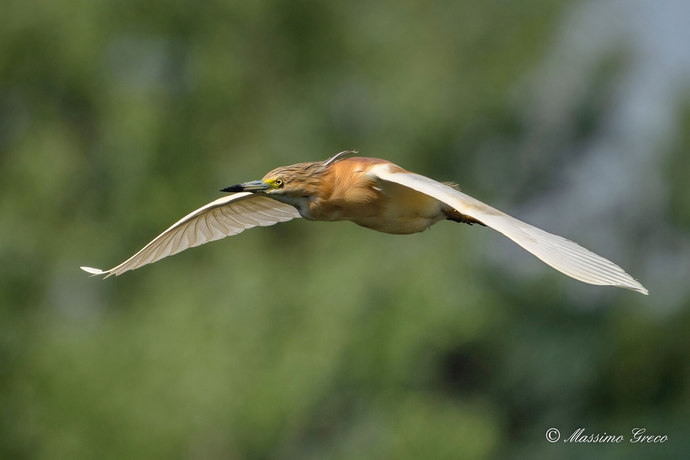 Sgarza ciuffetto (Ardeola ralloides)