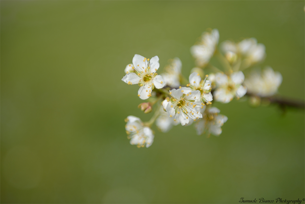 Plum Blossoms
