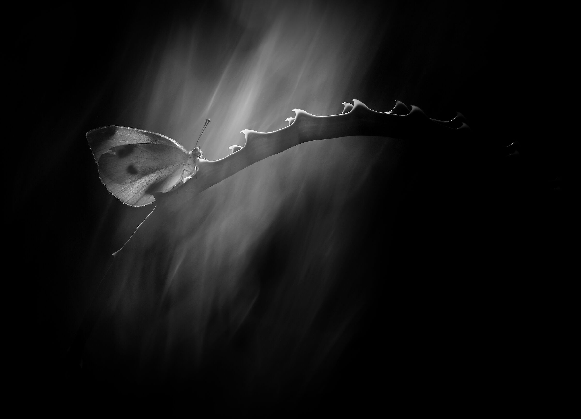 Butterfly in the Dark