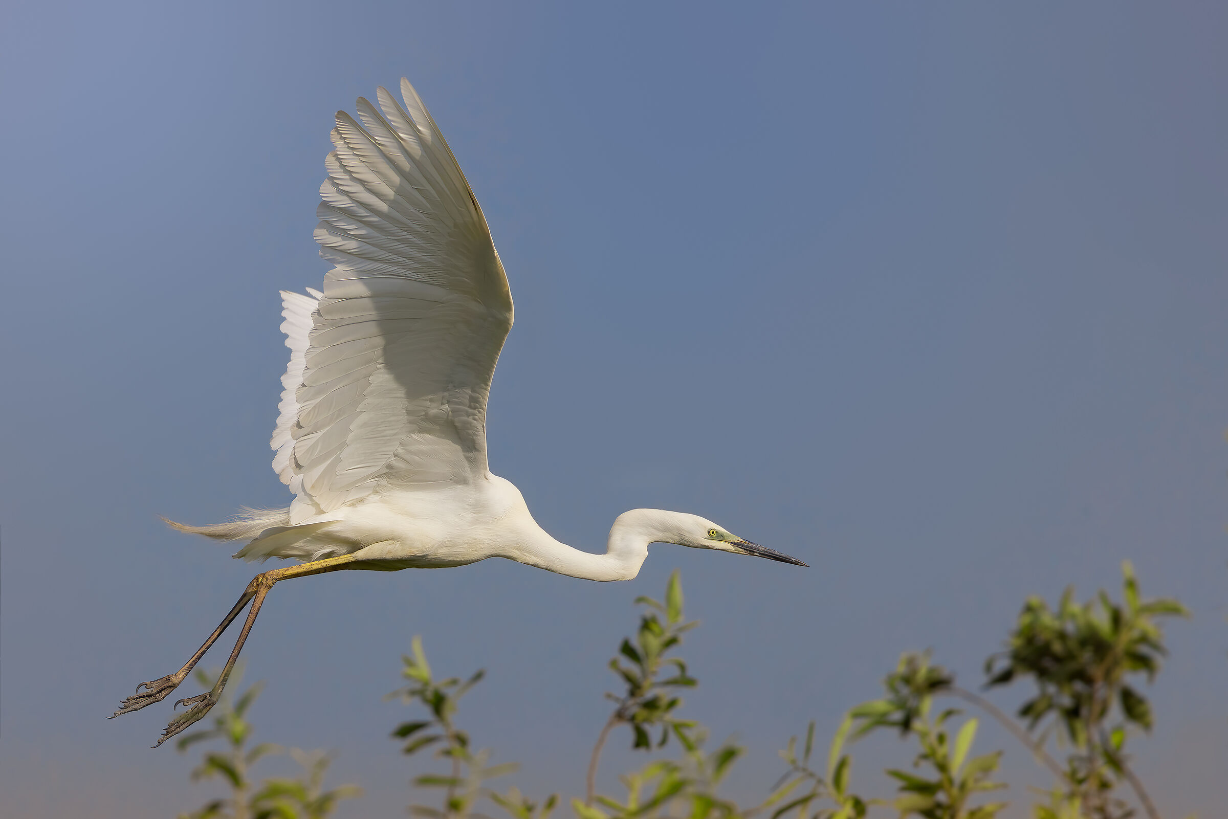 L'eleganza dell'Airone bianco