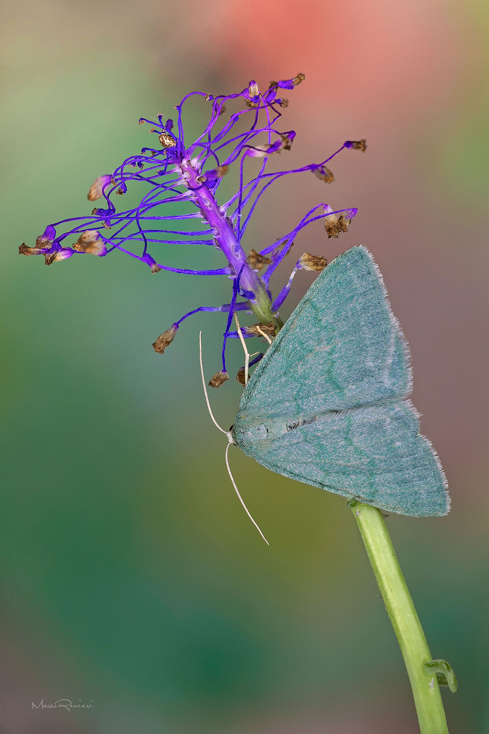 A small moth