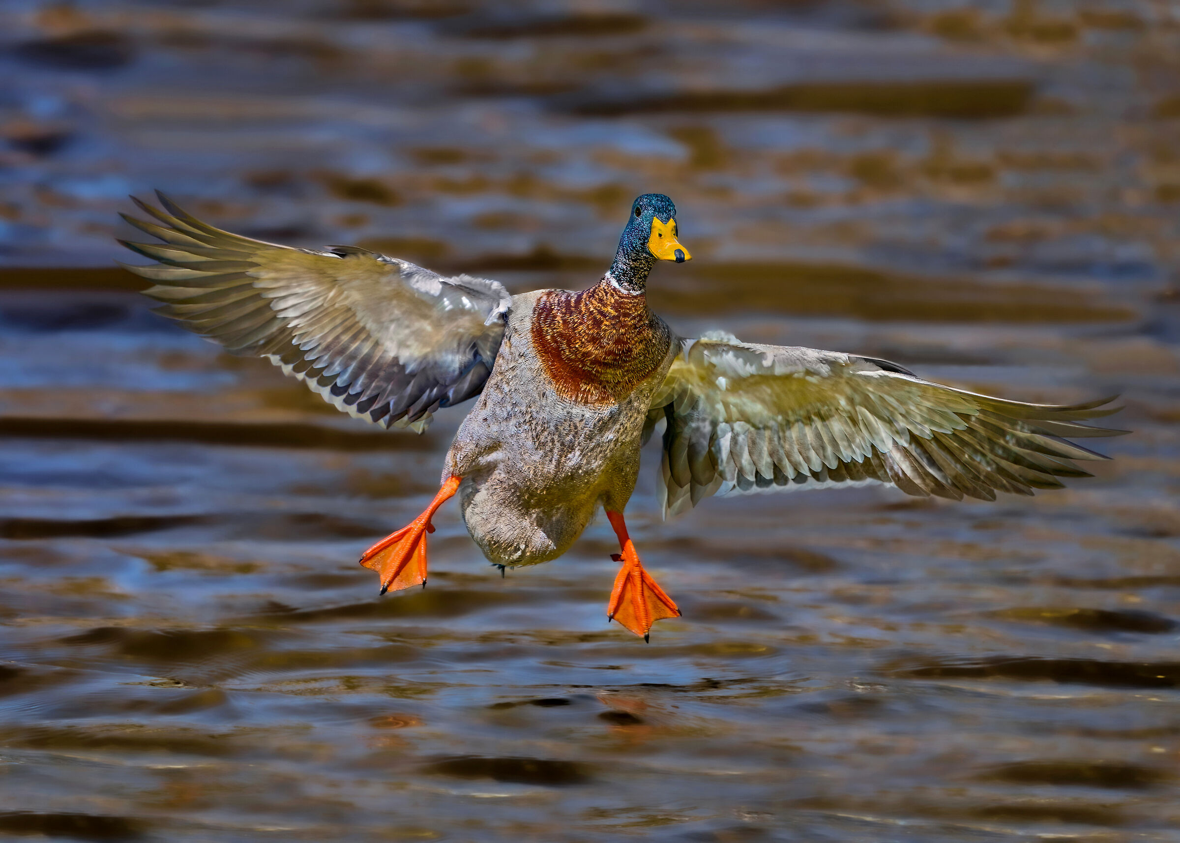 Mallard in ammaraggio