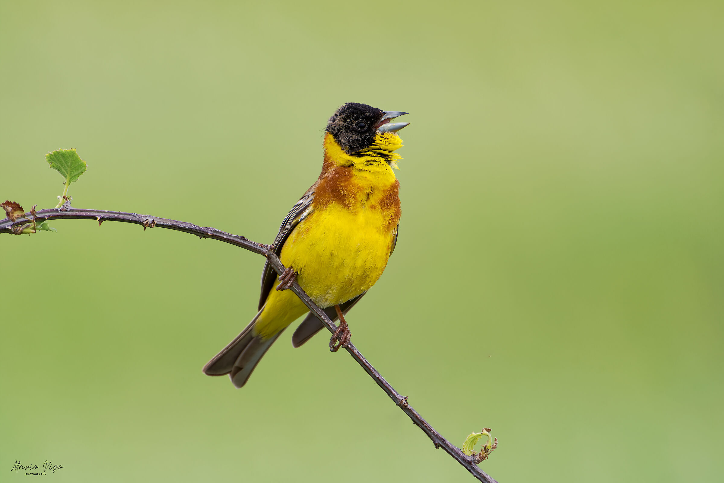 Il canto dello zigolo capinero