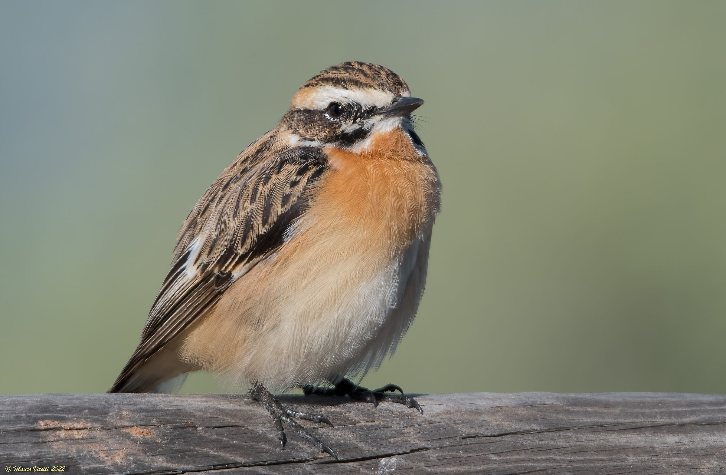 Stiaccino (Saxicola rubetra)