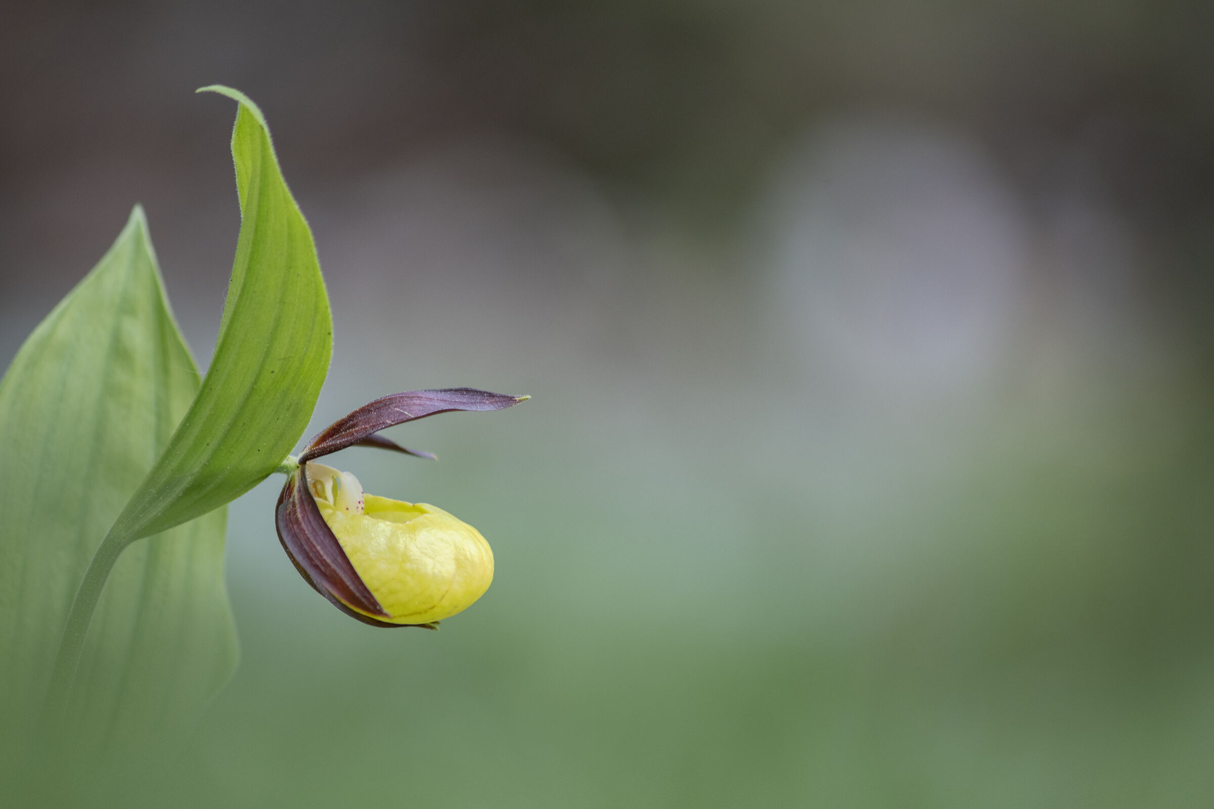 Cypripedium calceolus