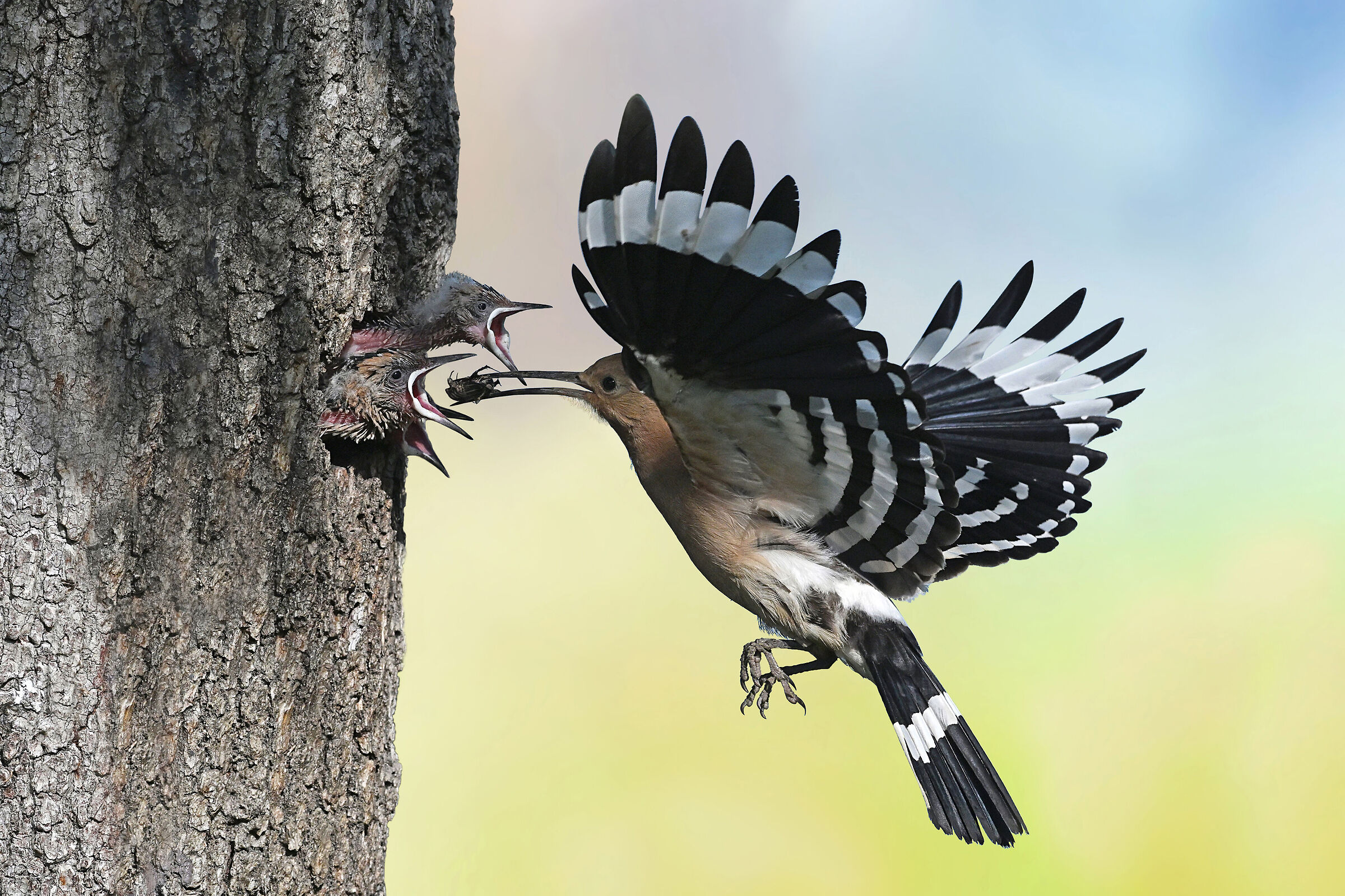 a me!...a me!...a me!...