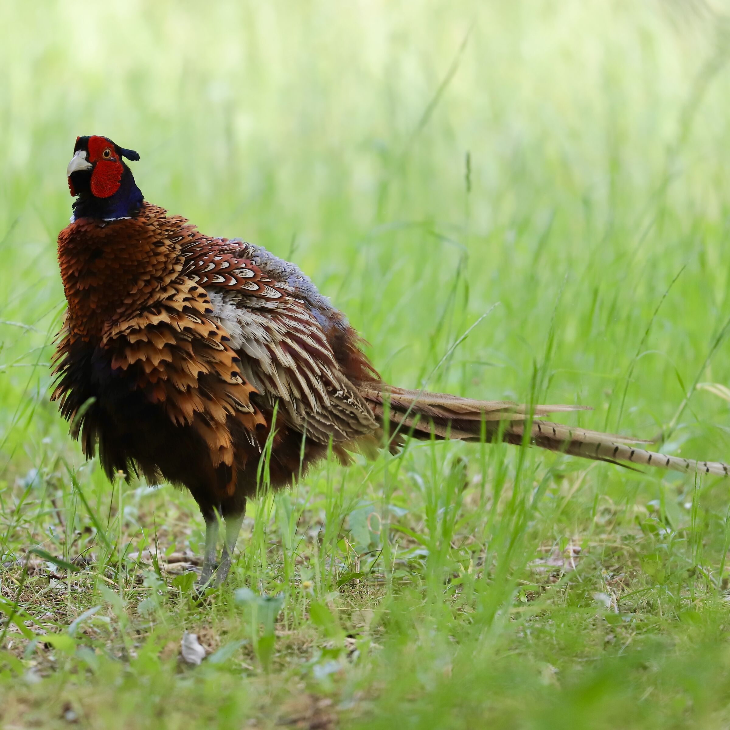 Shaggy pheasant
