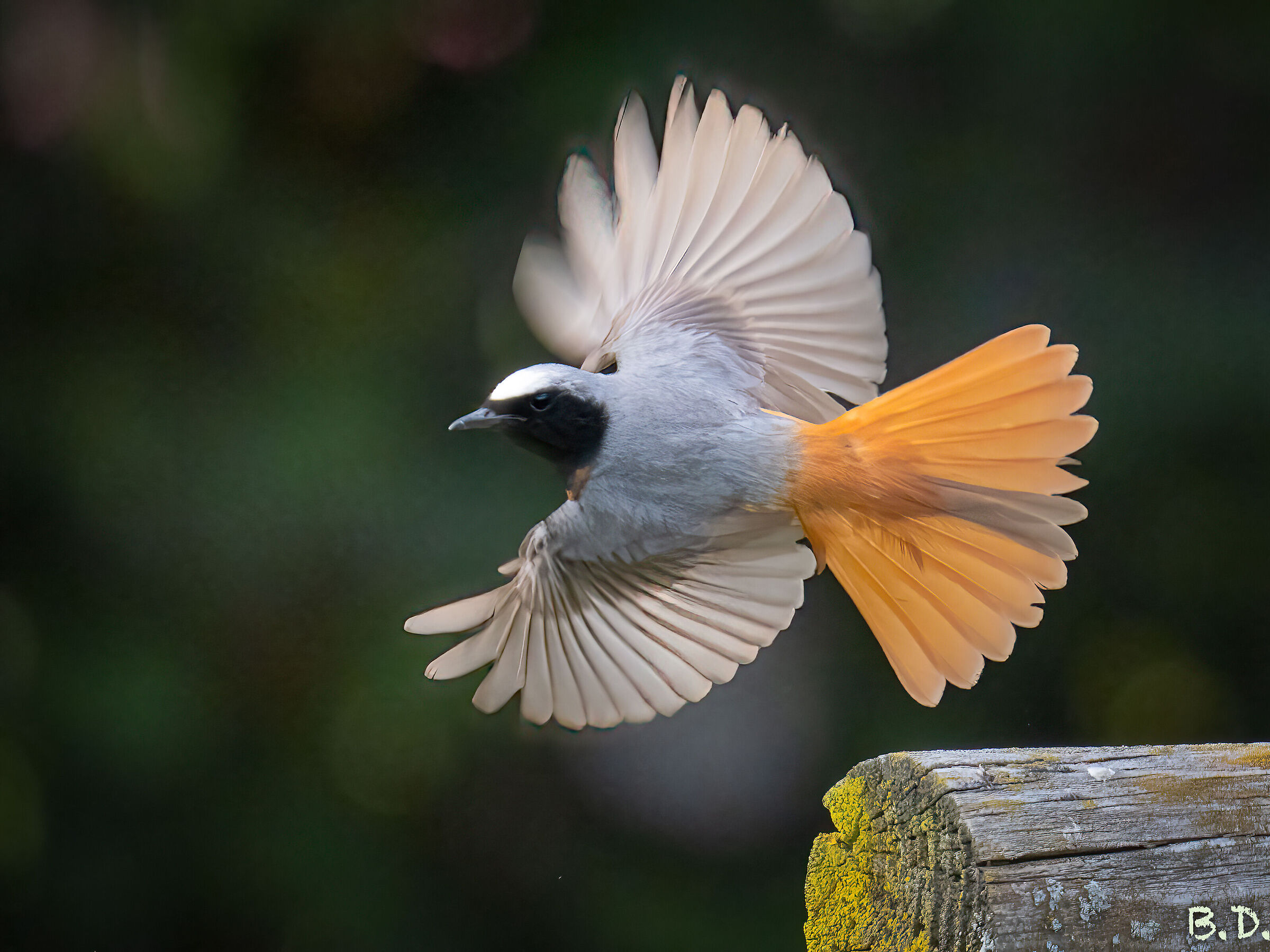 Phoenicurus phoenicurus (Codirosso)