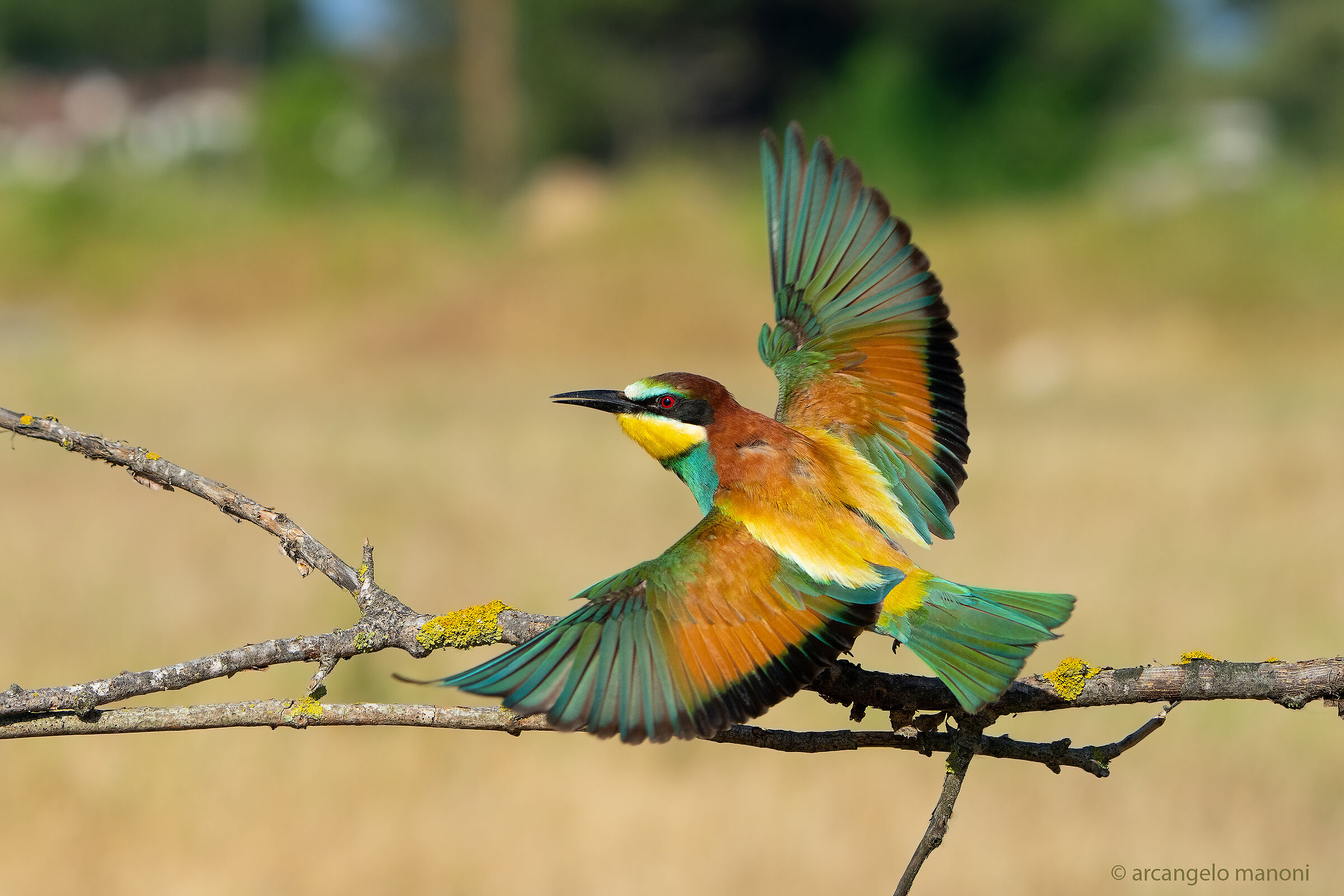 The magnificence of color