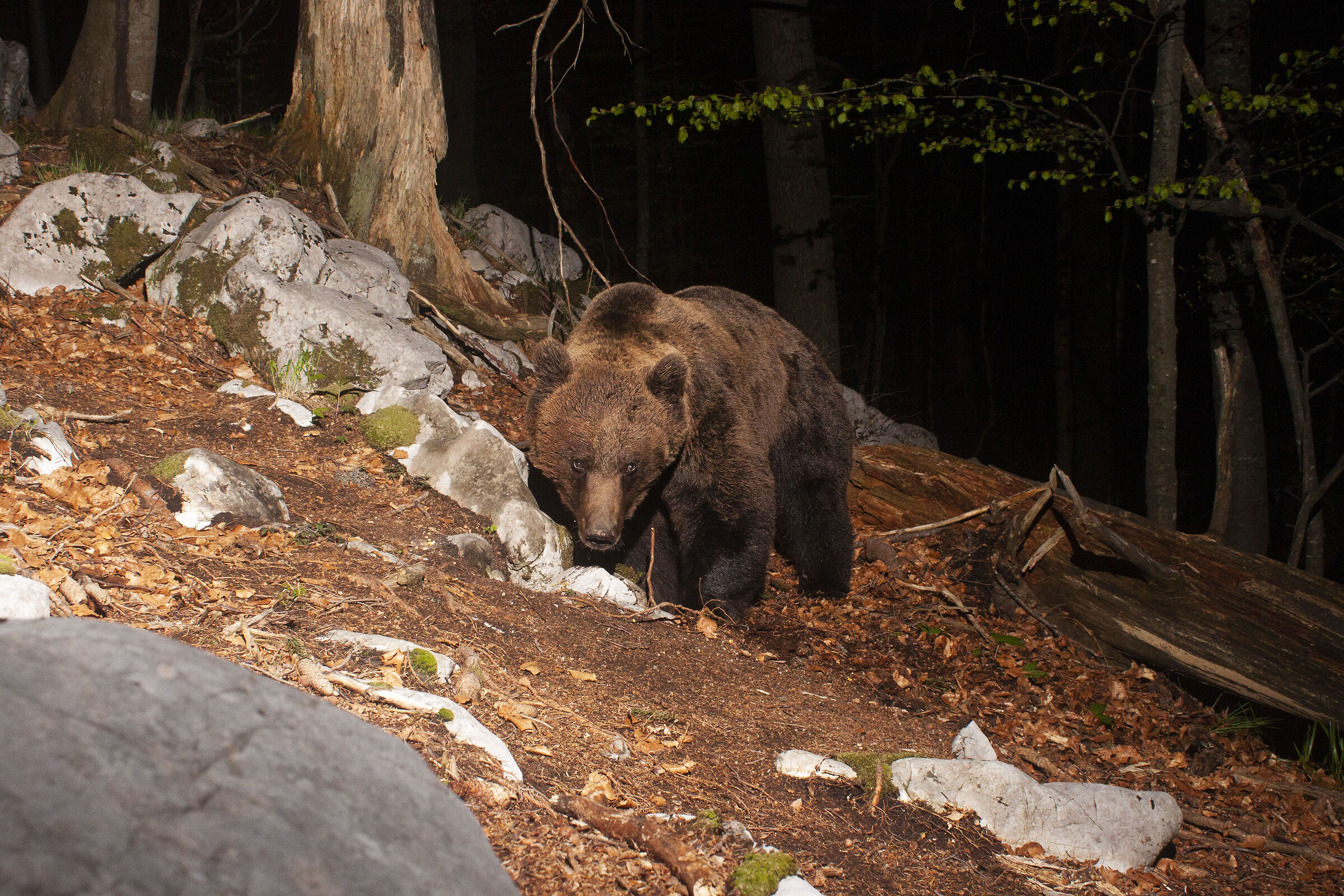 Bear camera trapped with ft reflex