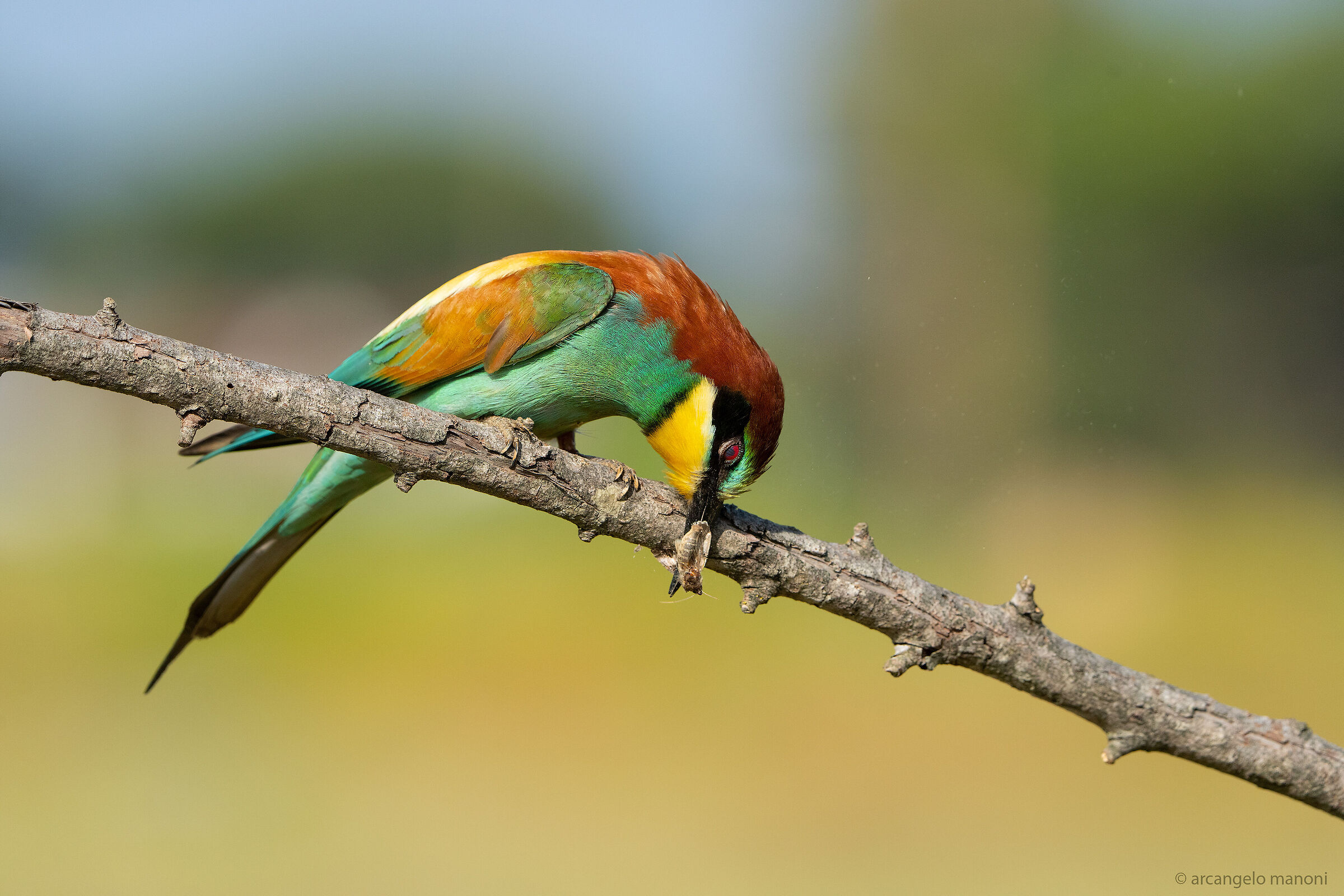 the sacrifice of the butterfly