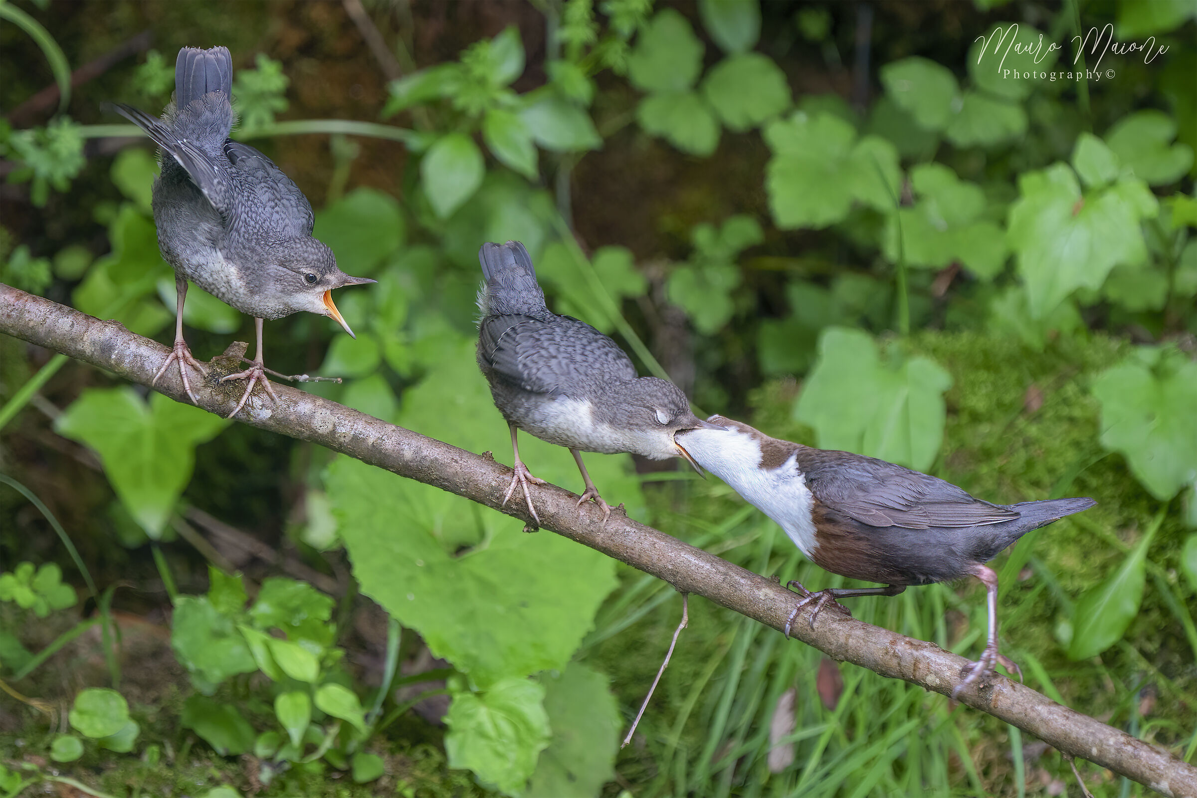 era il mio turno, mamma!