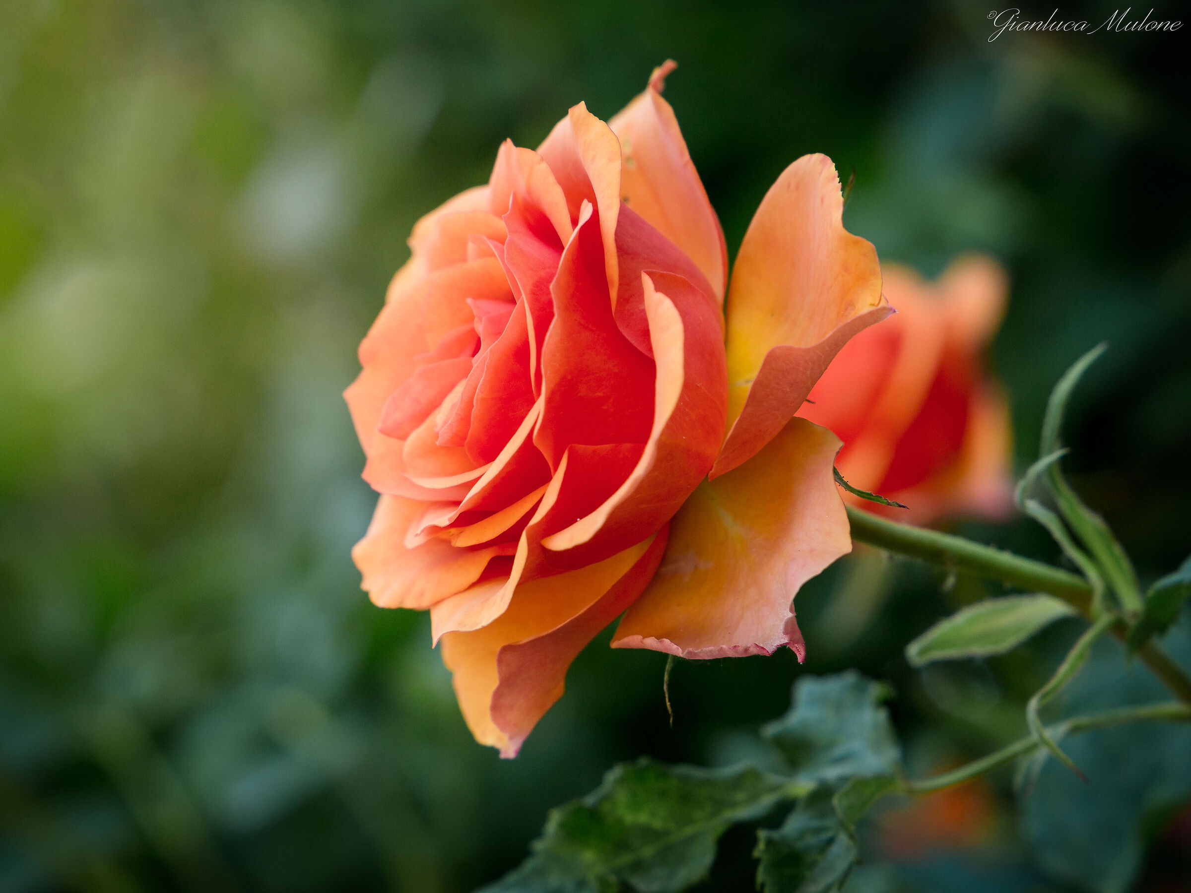 Rosa