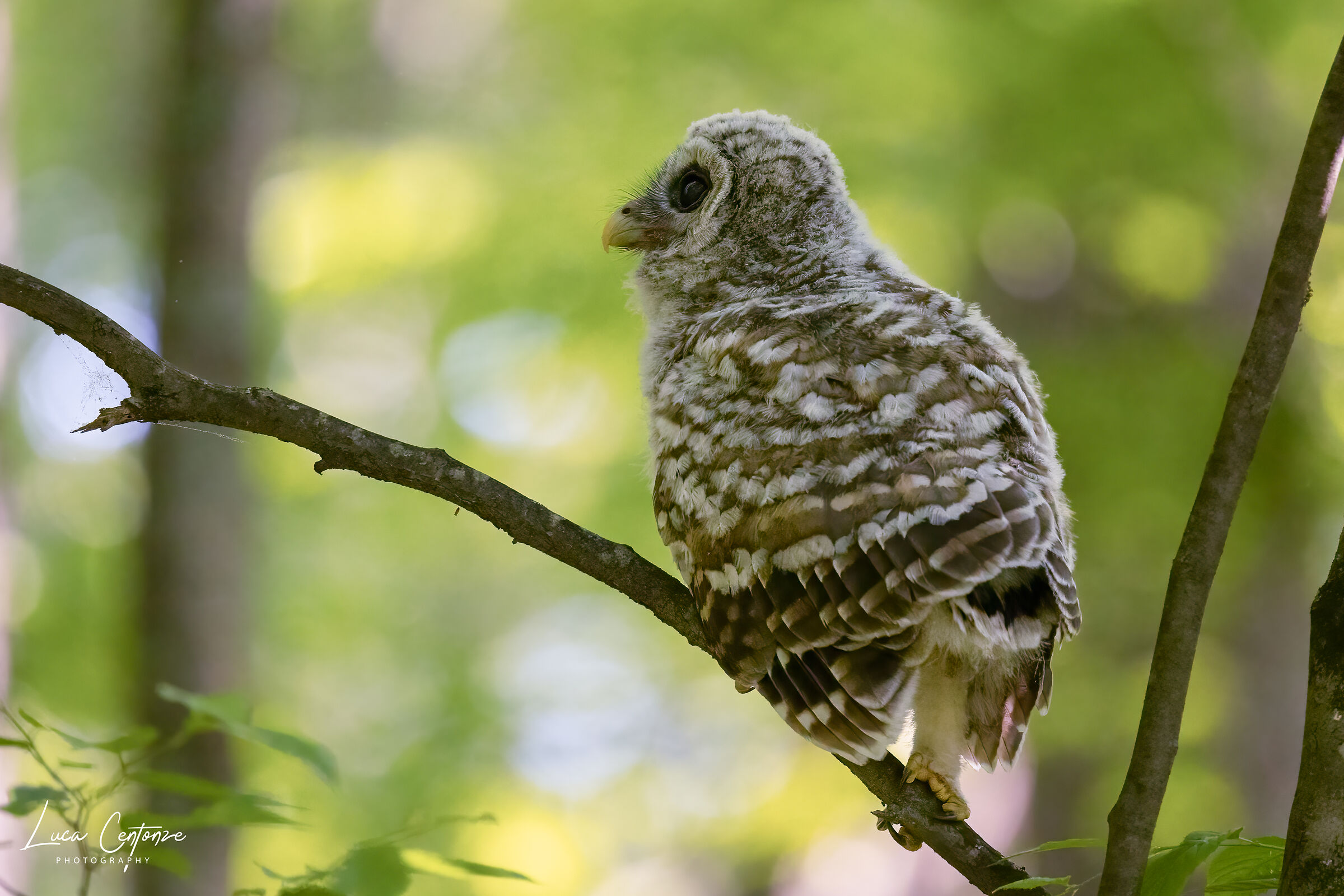 Small barred owl (Strix Varia)