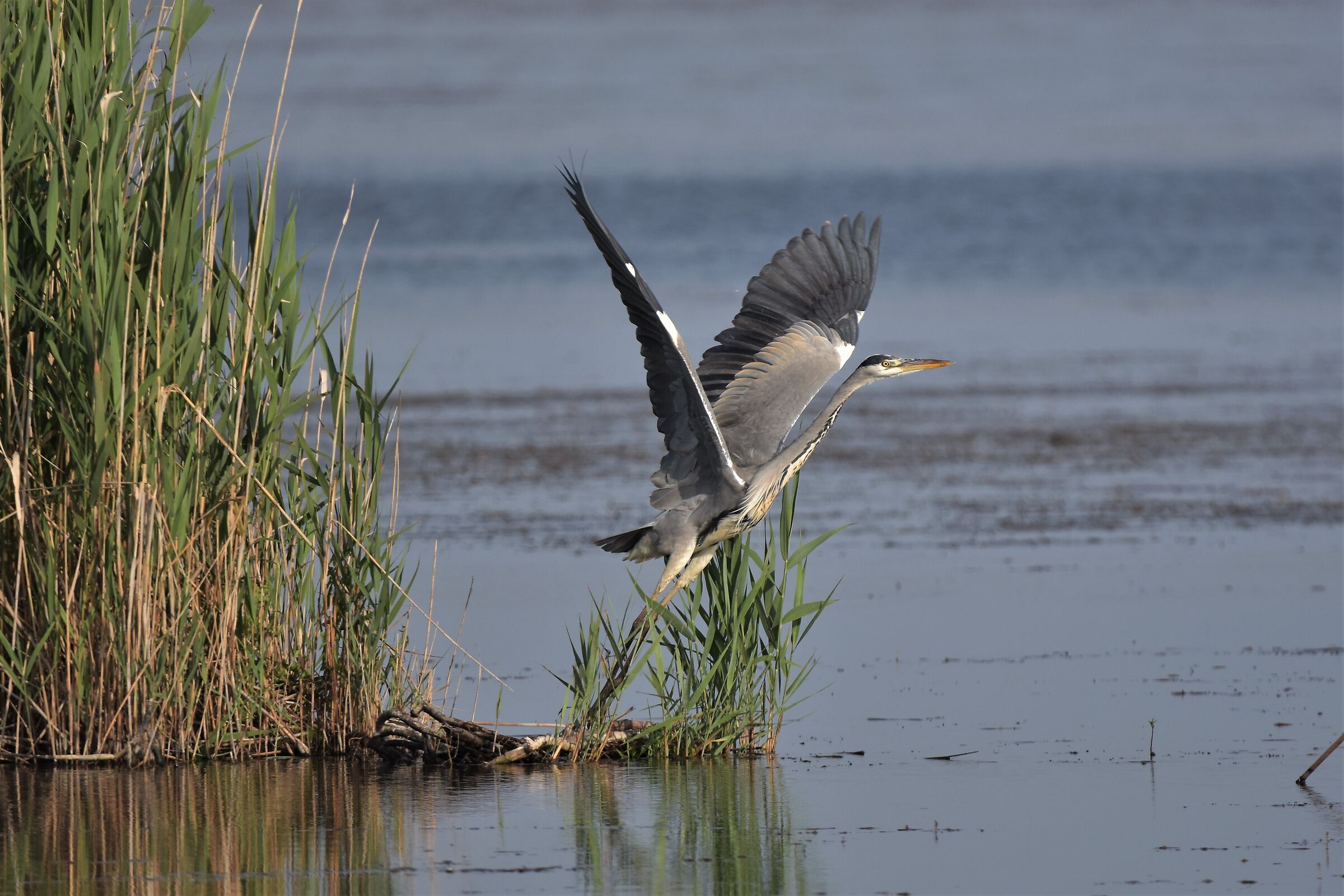 grey heron takes flight