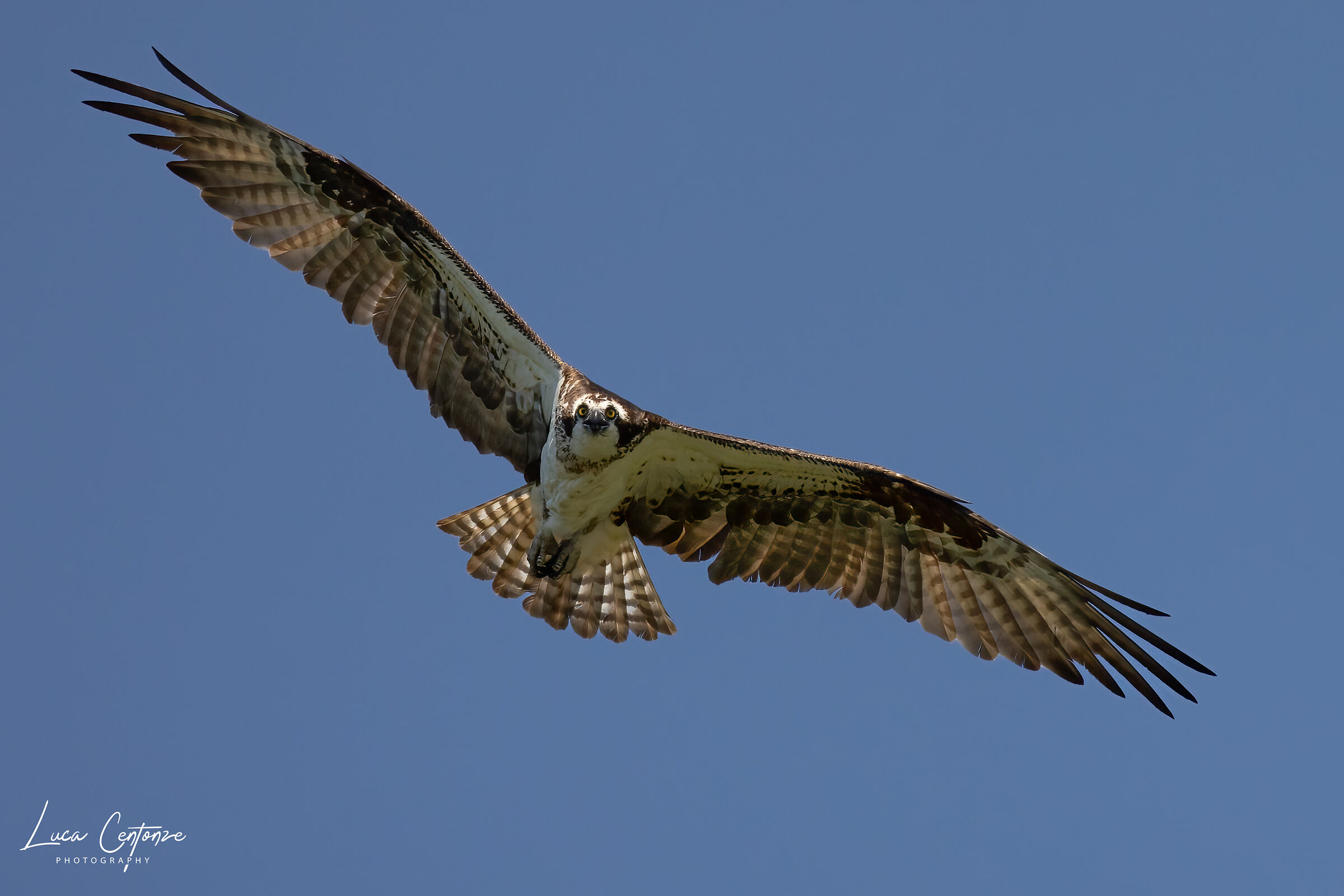 Falco pescatore (Osprey)
